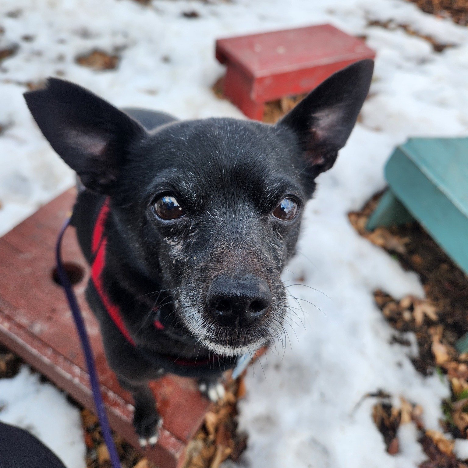 We've got another Smart Walker to introduce you to! Meet Dax - he's a chihuahua/rat terrier mix who's about 7 years old and joined his furever family this past year. Dax has done a few classes with us but can be unsure of new people, so his person is