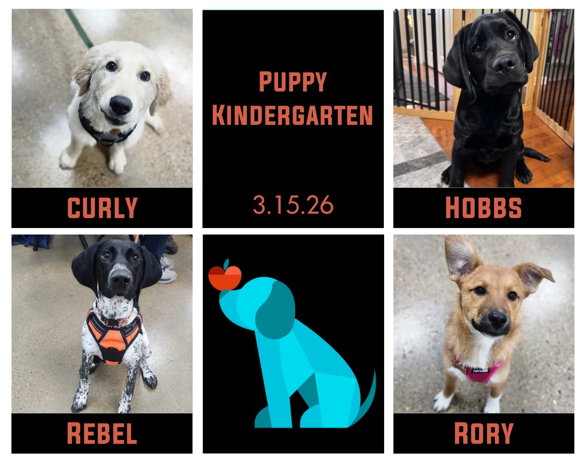 Give a round of 🐾appaws🐾 to Curly, Hobbs, Rebel, and Rory who finished up their Puppy Kindergarten class this weekend! These cuties were so fun to watch explore and play, and their pawrents did an awesome job of helping them navigate things they we