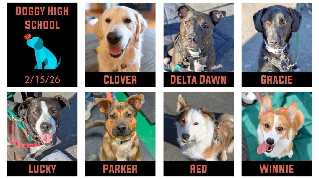Our final graduation this past Sunday was our 1pm Doggy High School!  It is always fun having previous Teacher's Pets in classes and being part of their training journeys!  Congratulations to Clover, Delta Dawn, Gracie, Lucky, Parker, Red, and Winnie
