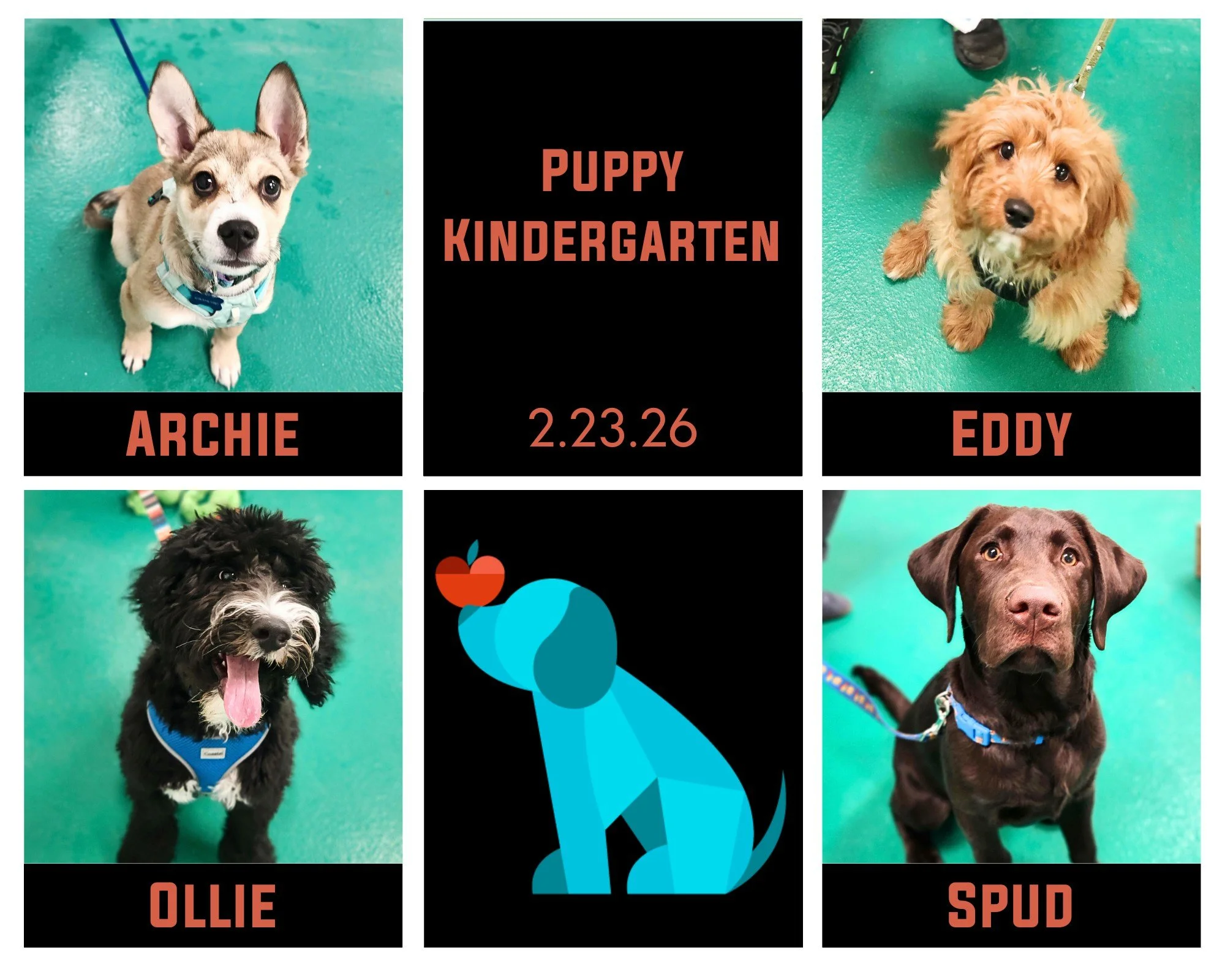 Give it up for our newest Puppy Kindergarten graduates! Archie, Eddy, Ollie, Spud, &amp; Finley (who homeschooled) earned their diplomas on Monday night! What a great group of pups and pawrents to learn new skills with. These boys built their confide