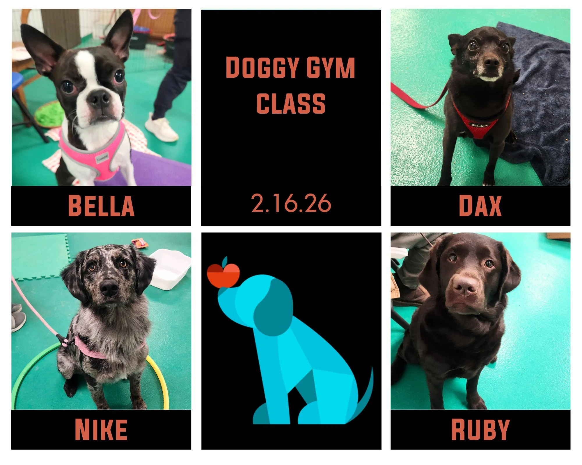Our Doggy Gym Class kiddos graduated on Monday night and we had such a fun series with this crew! Bella, Dax, Nike, &amp; Ruby worked together with their pawrents to learn that curiosity pays off, being silly is fun, and new objects aren't scary! Thi