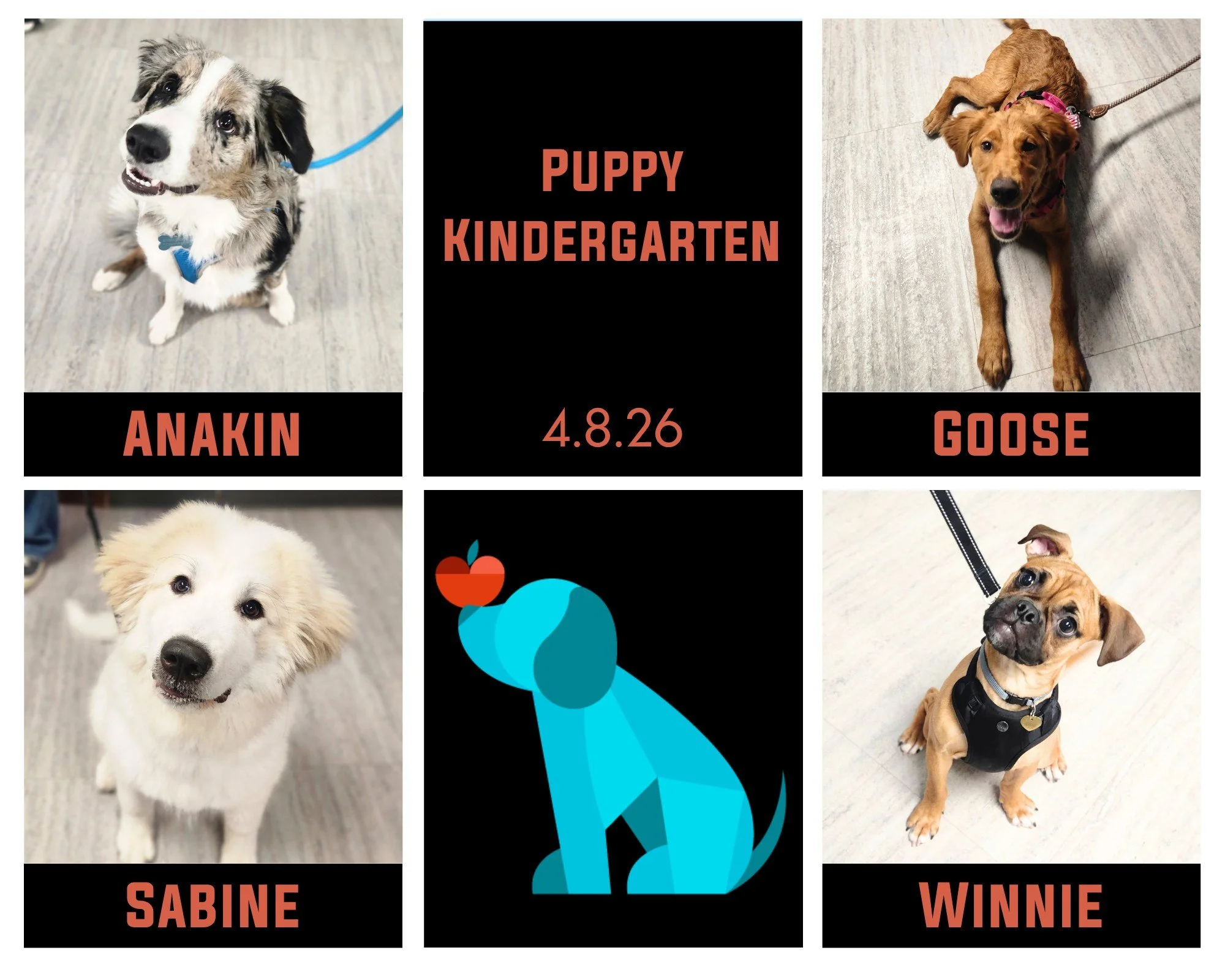 A round of appaws for our newest Puppy Kindergarten graduates! Anakin, Goose, Margo (who homeschooled for grad week), Sabine, and Winnie became such good buds, built their confidence, grew their skills, and learned to work together with their pawrent