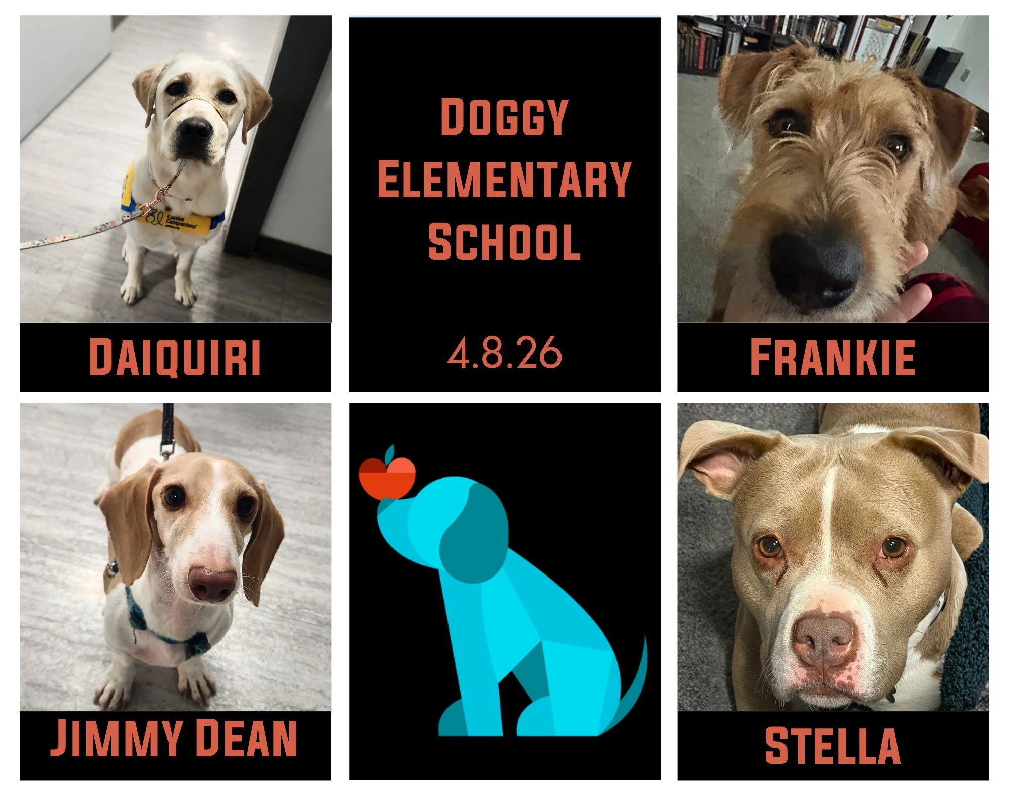 Daiquiri, Frankie, Jimmy Dean, and Stella finished their Doggy Elementary School last week and what a joy they were to have in classes! Their people cheered each other on and each had their own successes to celebrate! They were a great start to the s