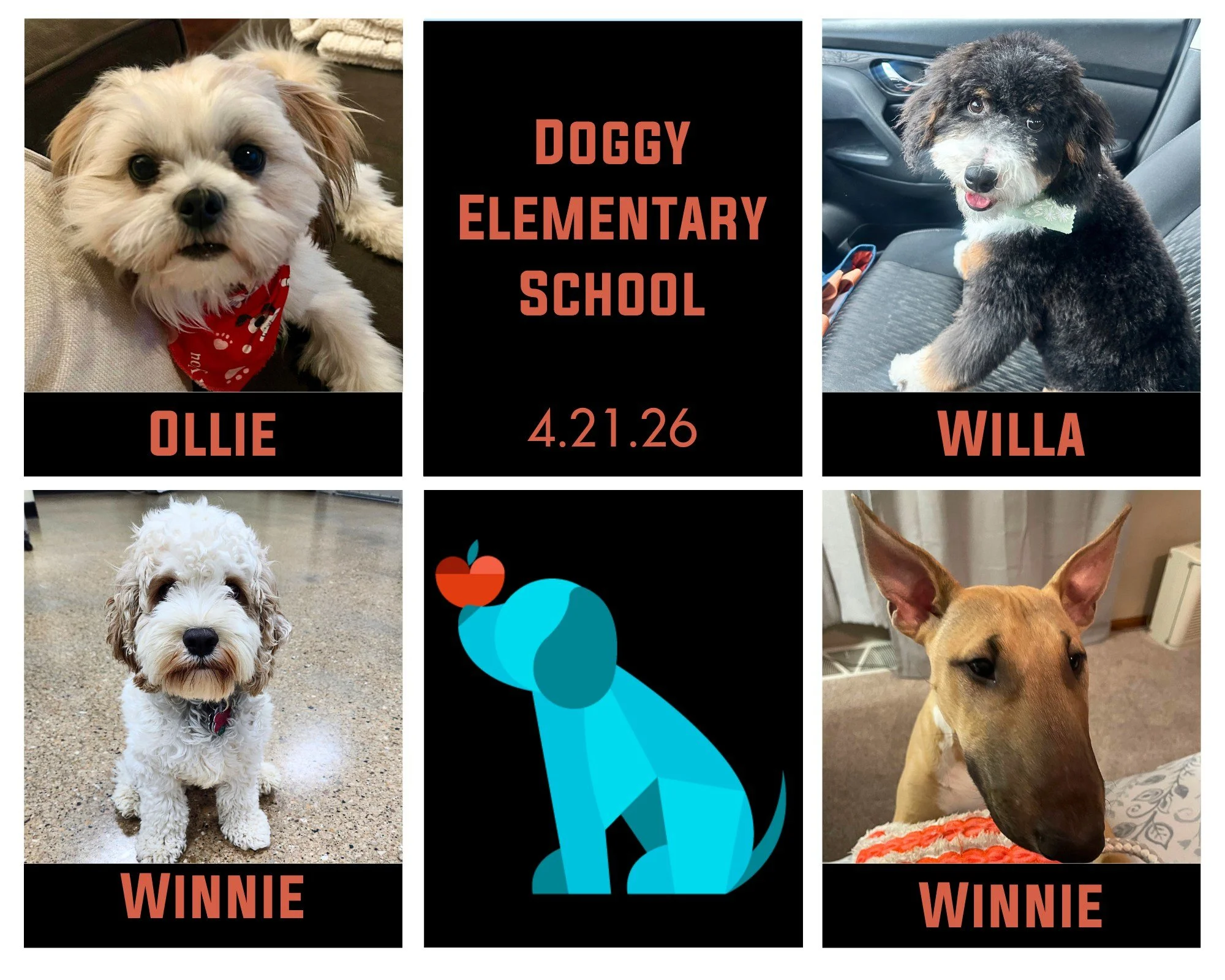 This class was 50% Winnies, 100% cute! 😁Congratulations to our newest Elementary School graduates! Ollie, Willa, Winnie (cockapoo) &amp; Winnie (bull terrier) were a great little group who built confidence, focus, and even found some time to fit in 