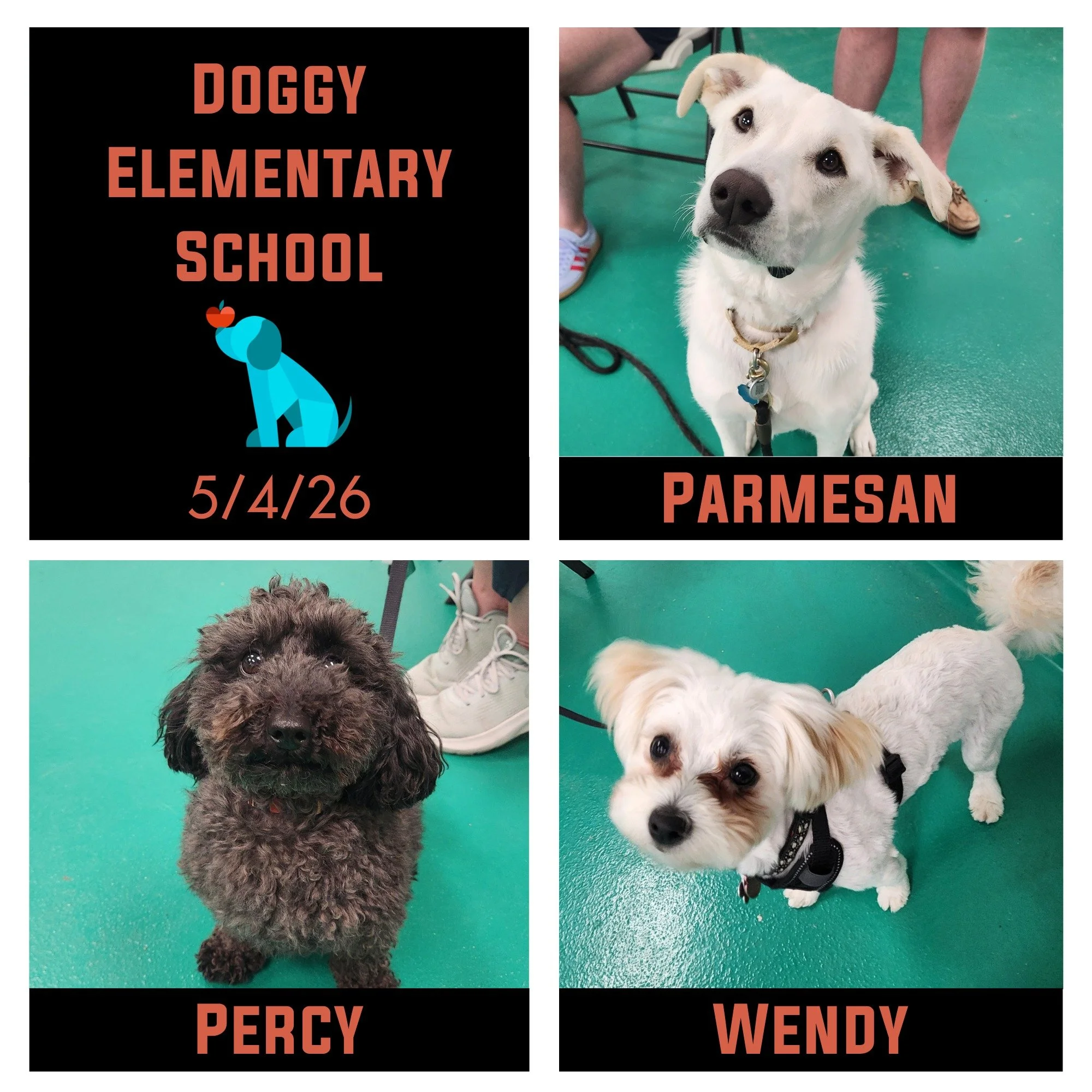 Parmesan, Percy, Wendy, &amp; Kinsey (not pictured) finished their Doggy Elementary School on Monday night and we're going to miss spending Mondays with these cuties! They built their confidence in new spaces, learned to focus in distracting areas, a