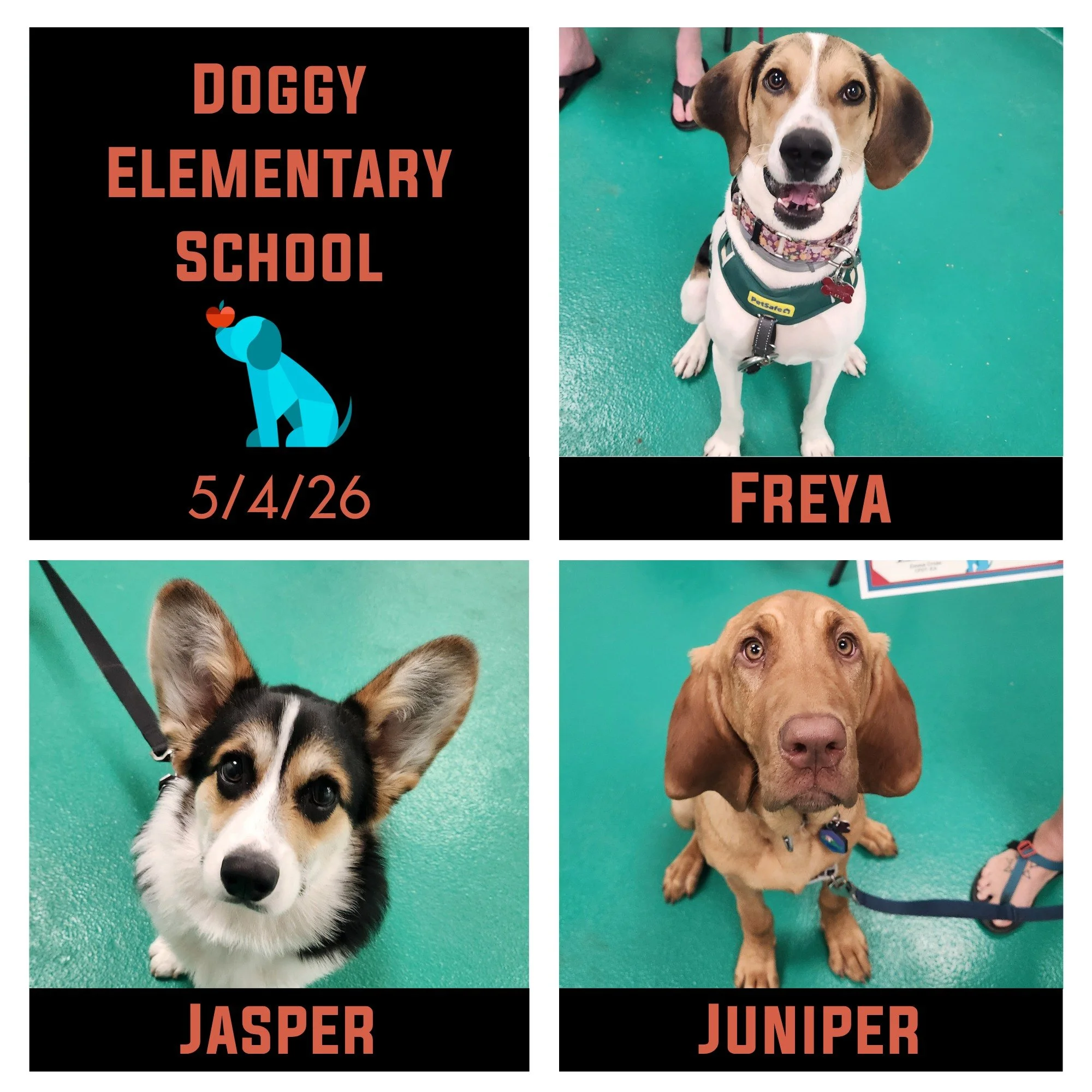 This class was all ears - literally 😄! Freya, Jasper, Juniper, &amp; Layla (not pictured, but she has a great set of ears, too!) are now Elementary School graduates! These pups and their pawrents made great progress on their focus skills, impulse co