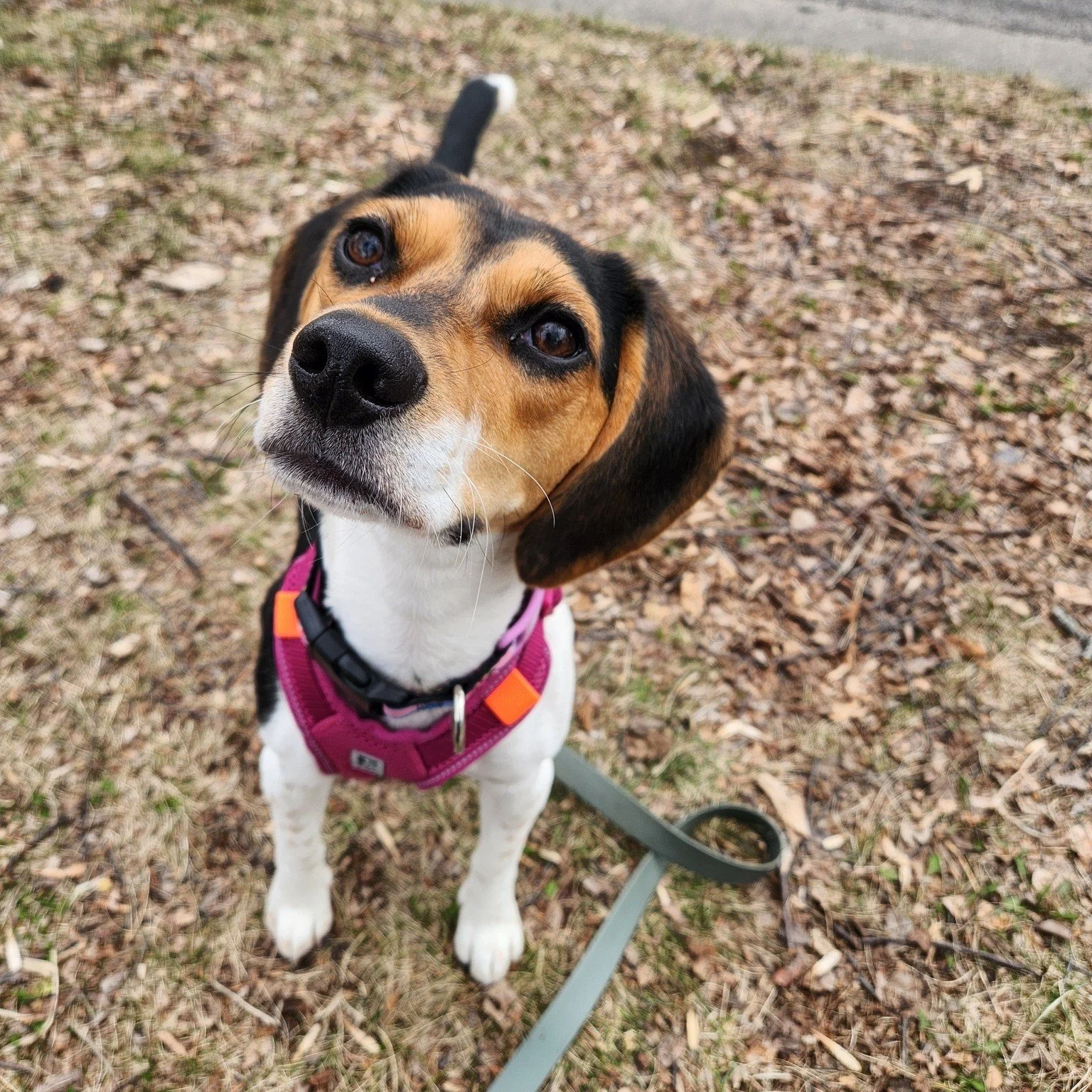 Playing a bit of catch up with new Smart Walker introductions - everyone meet Mabel! This petite little beagle pup has been walking with Emma for the past month and they've had so much fun! Mabel is working on her walking skills, attention when outsi