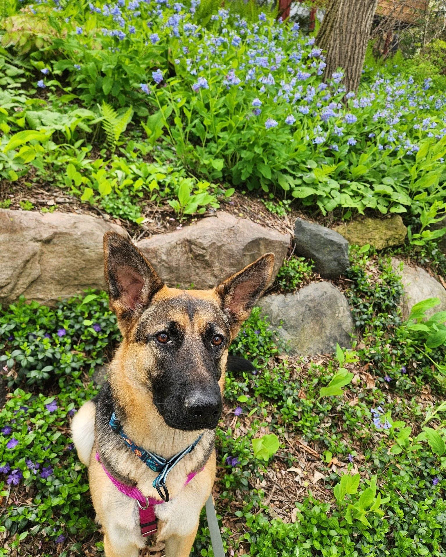 You might recognize this gorgeous German Shepherd from her run of graduation class photos with us - help welcome Bristol to Smart Walks! Bristol started out pretty unsure of leaving the house with Emma without her pawrents home, but after they got to