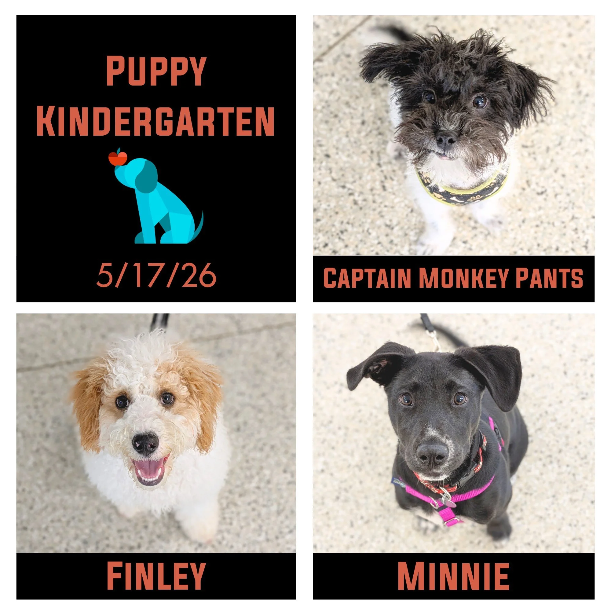 These adorable little pups brought their spunk, eagerness, and smiles to every class!  They worked hard and played hard.  A huge congratulations to Captain Monkey Pants, Finley, and Minnie on their graduation from Puppy Kindergarten! 🎓🥳 It has been