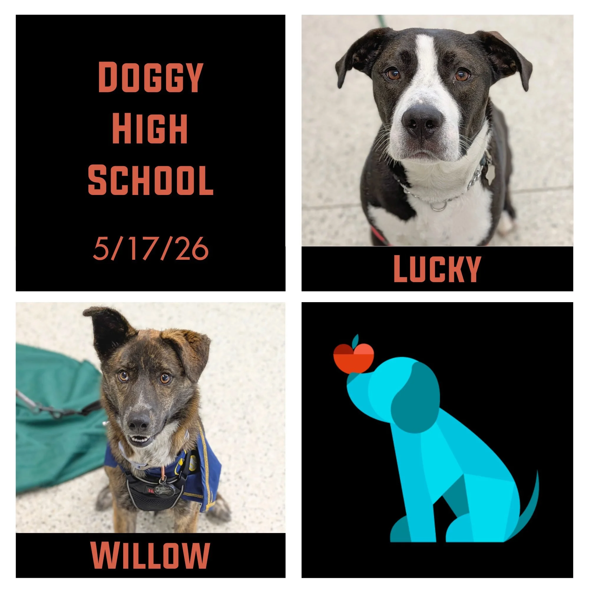 This past Sunday, Goose (not pictured), Lucky, and Willow completed their Doggy High School course! 🎓🥳 It has been such a blast to see them and their families work towards their goals and celebrate every win and cheer each other on! ❤🐾 These pups 