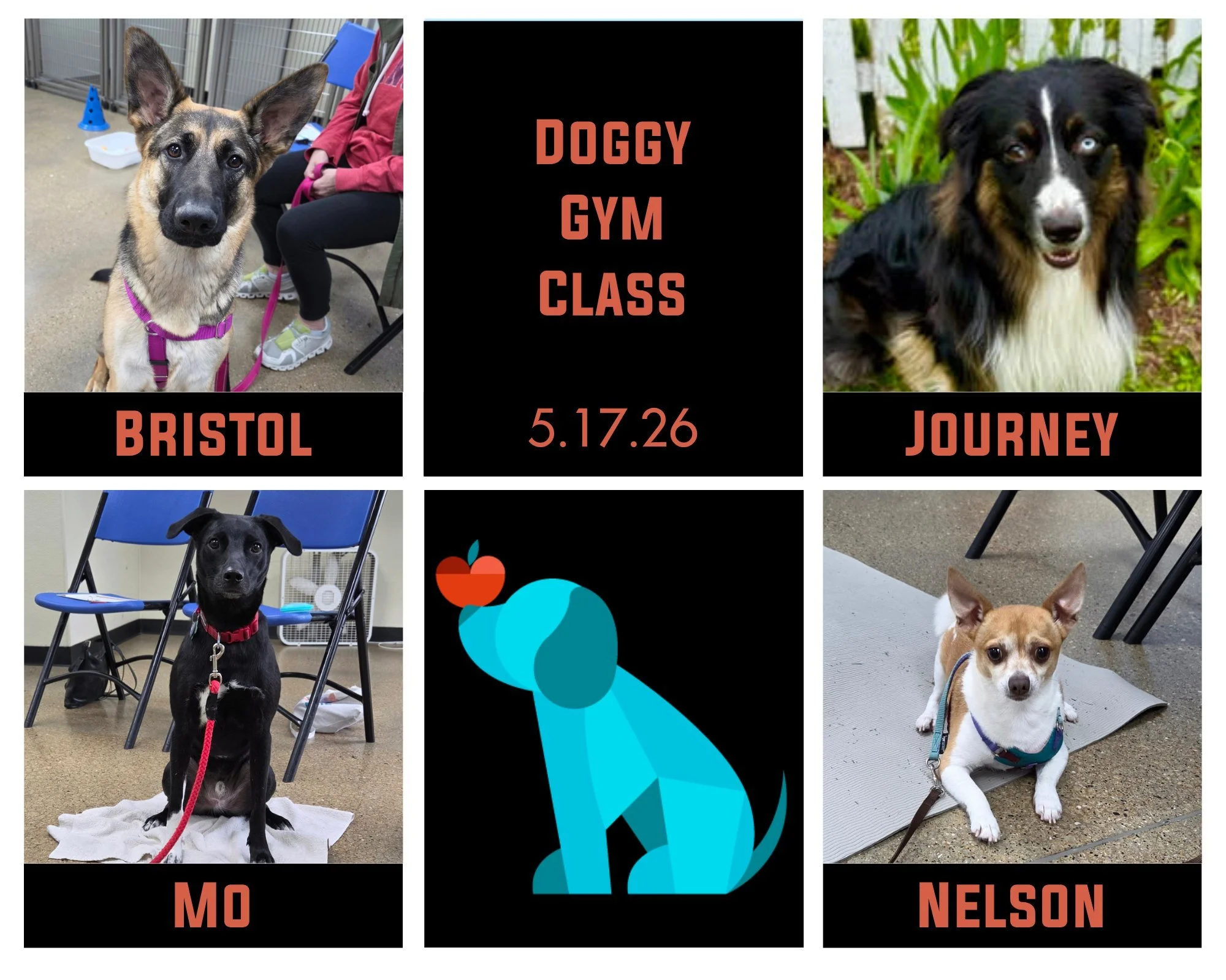 Not to get too sappy, but trick training can be so magical 🥺. Bristol, Hawkeye (not pictured), Journey, Mo, &amp; Nelson finished up their Doggy Gym Class on Sunday and it was such a joy to watch these pups and people explore the fun of trick traini