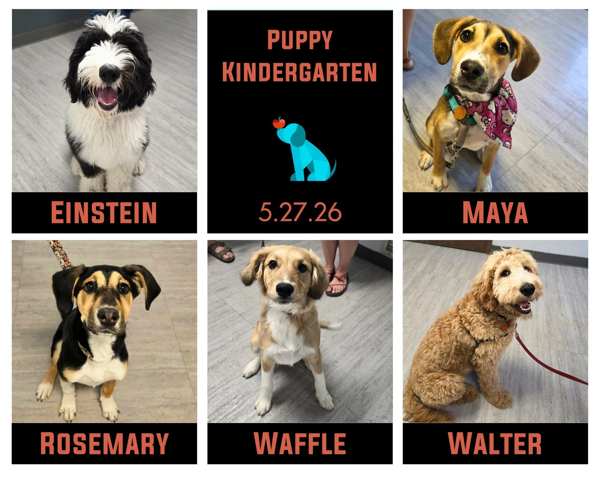 A pawtastic group of puppers finished up their Puppy Kindergarten on Wednesday night! Einstein, Maya, Rosemary, Waffle, Walter and their pawrents started their training journeys together and it was so fun to watch. Play times were fun &amp; productiv