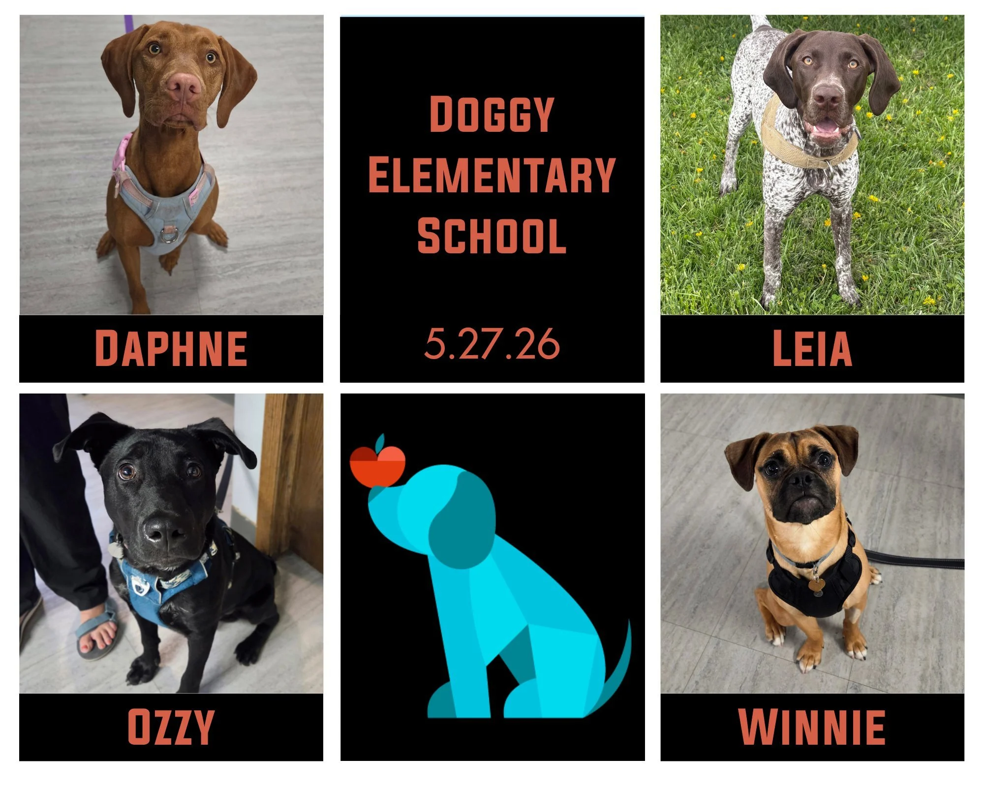 Daphne, Leia, Ozzy, &amp; Winnie graduated their Doggy Elementary School session on Wednesday 🐾🎓From building confidence in new situations to learning to settle while being excited about seeing friends, they built their skillsets and had fun along 