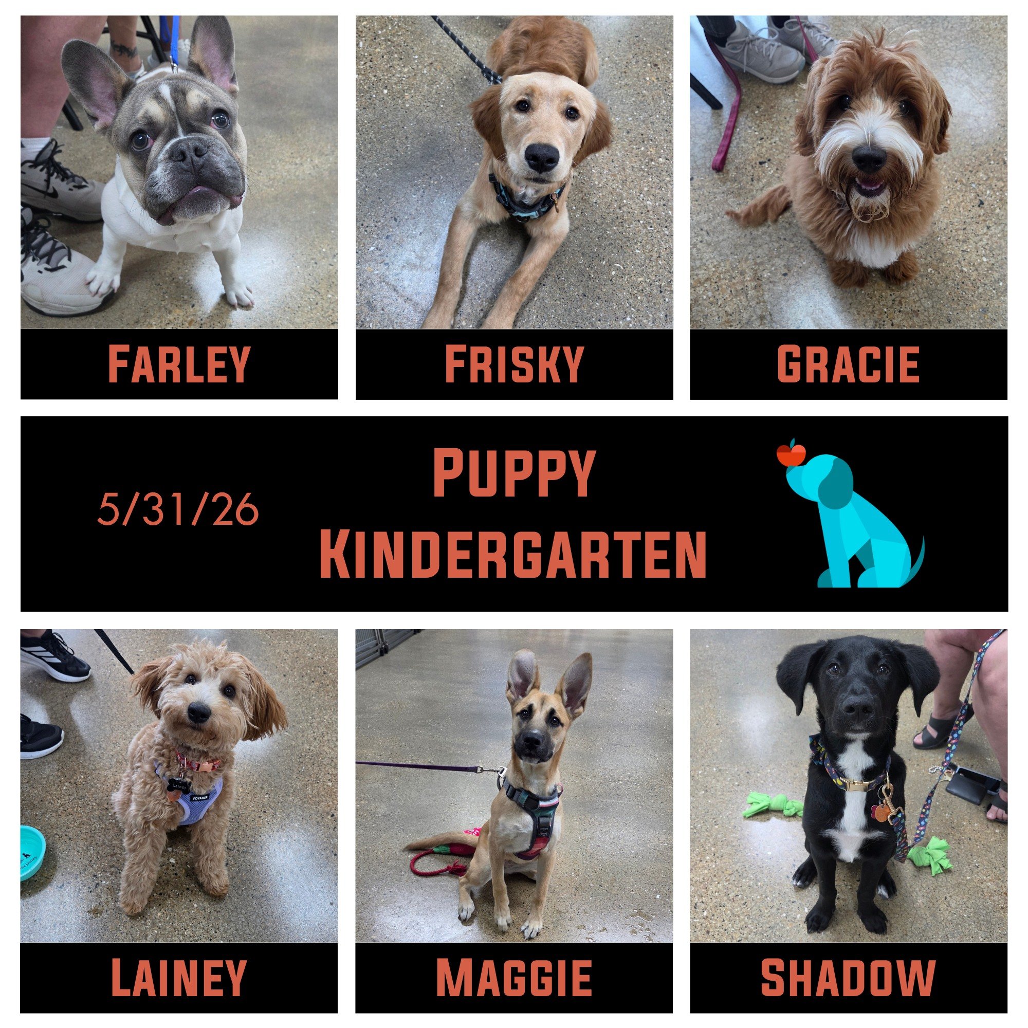 We ended May the best way we know how: with a great group of puppies! Farley, Frisky, Gracie, Lainey, Maggie, &amp; Shadow graduated from Puppy Kindergarten on Sunday. Their pawrents have done a great job guiding them through one of the most crucial 