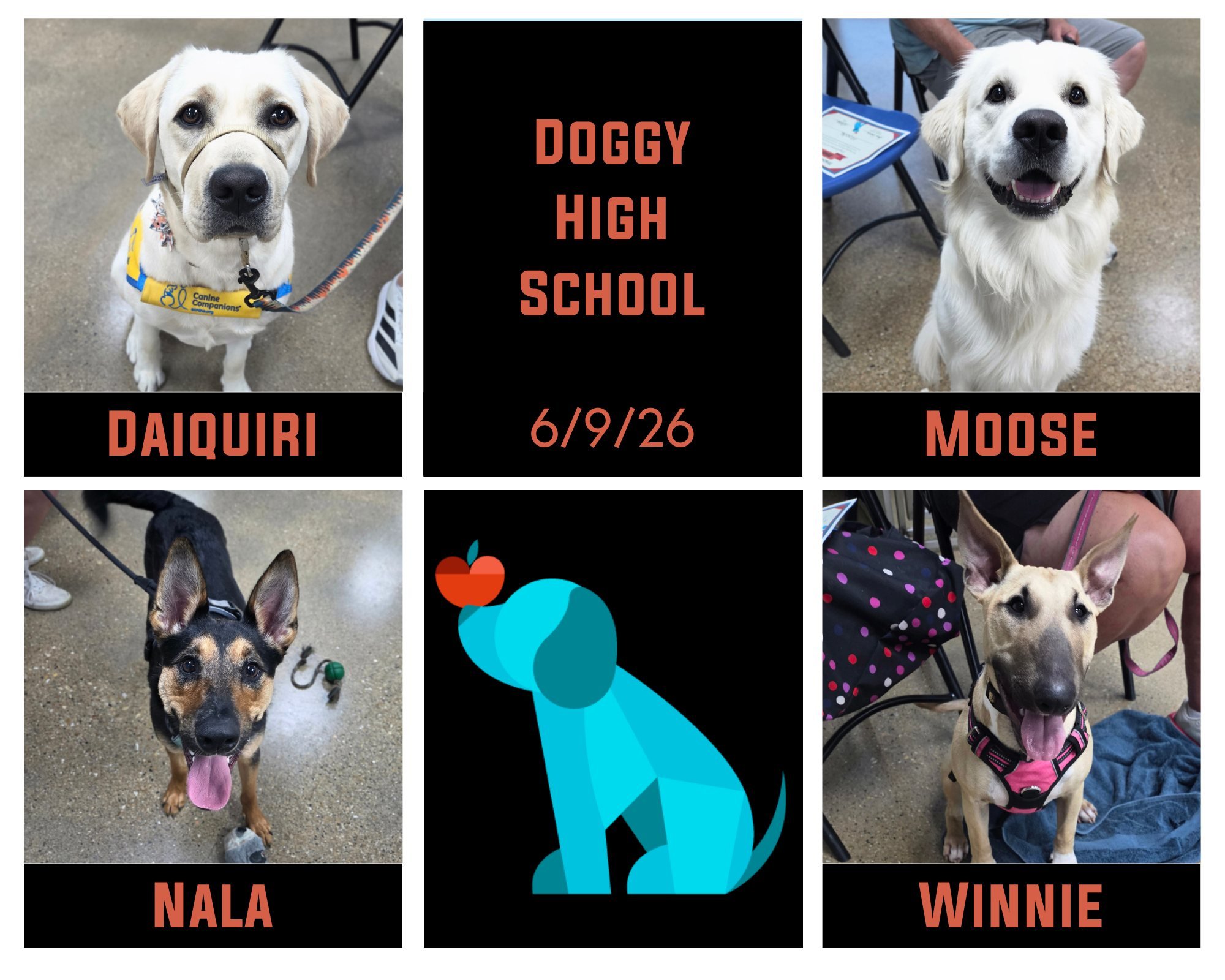 Newest Doggy High School graduates Daiquiri, Moose, Nala, &amp; Winnie celebrated their success on Tuesday night! Doggy High School works to help build on known skills from Doggy Elementary as well as increasing dogs' response to known skills around 