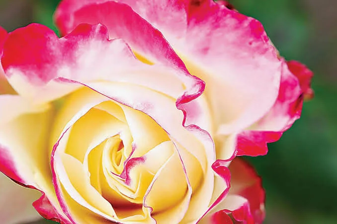 Caring for roses in SE Queensland