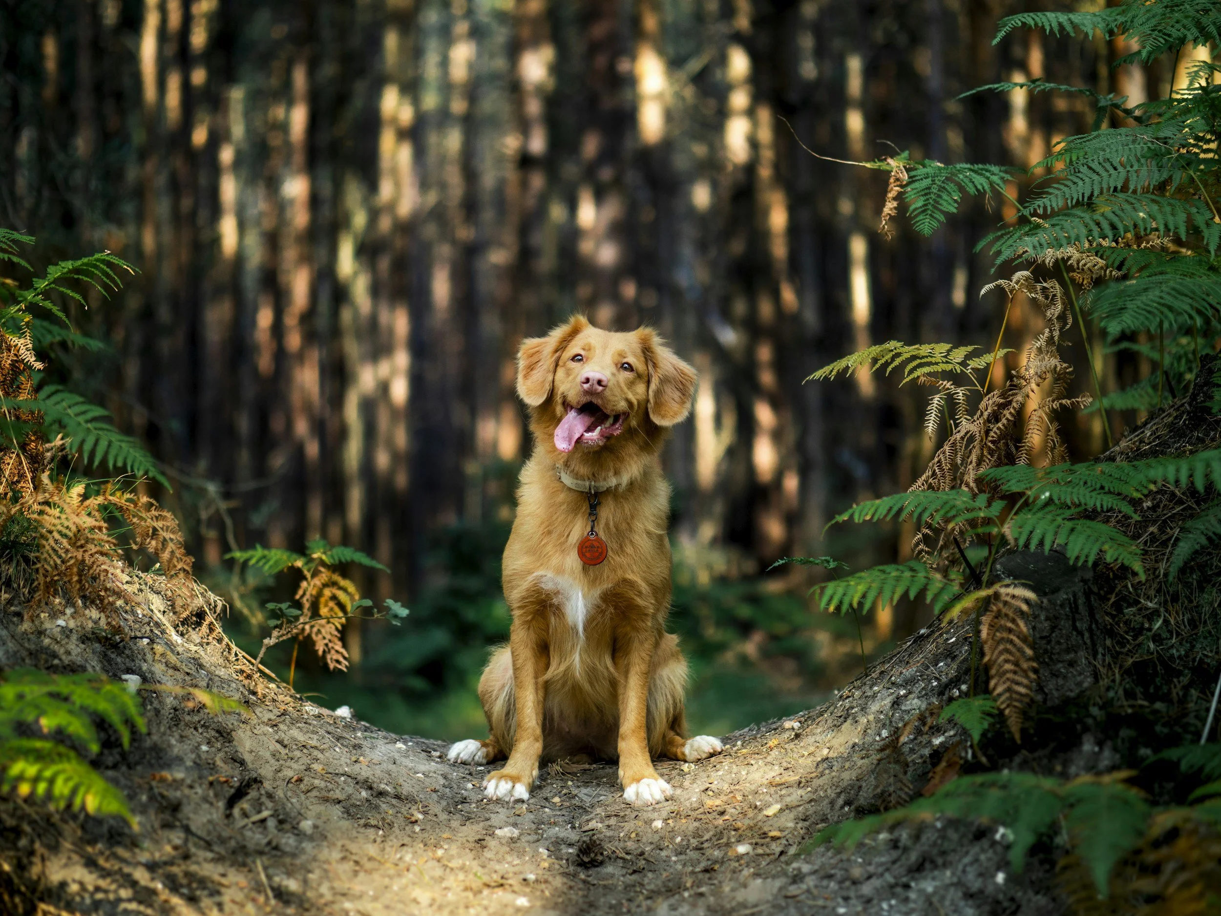 Forest Adventure Walk
