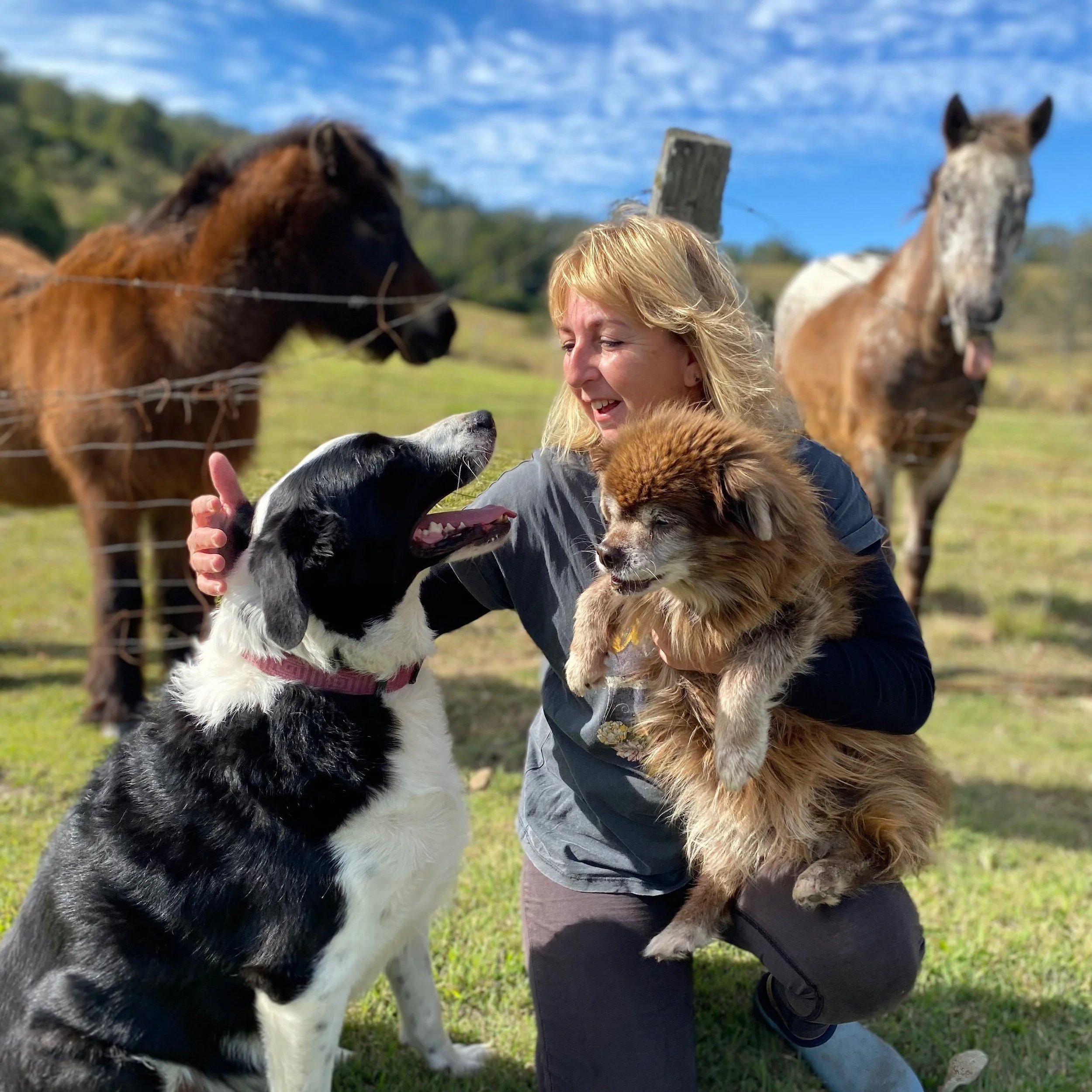 About — Fetch Pet Resort