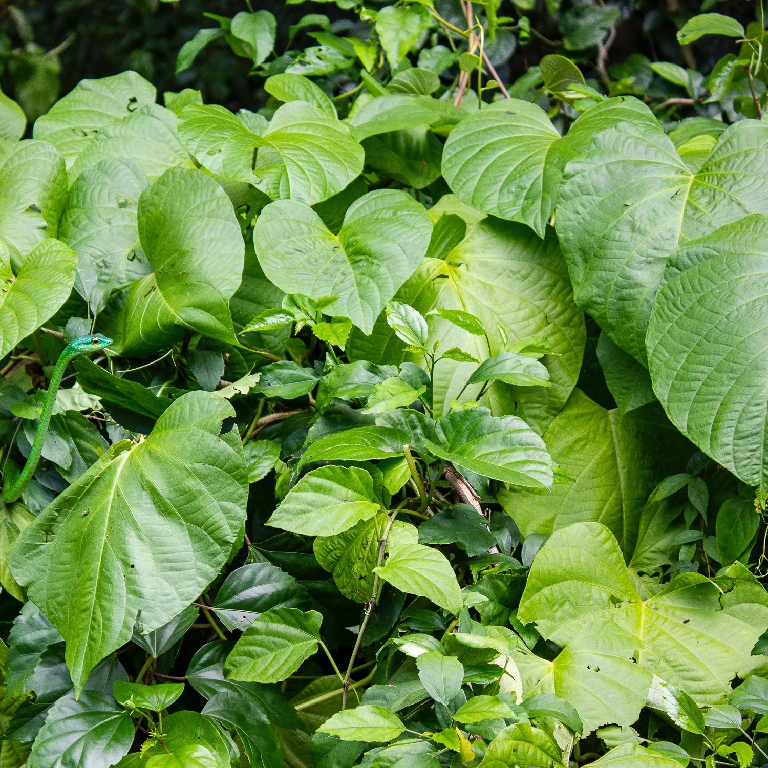 costa rica solo travel blogger