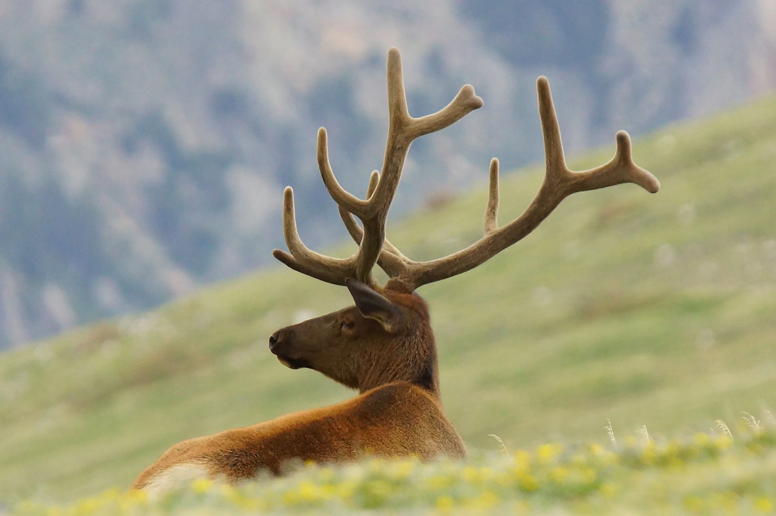 Elk Relaxing