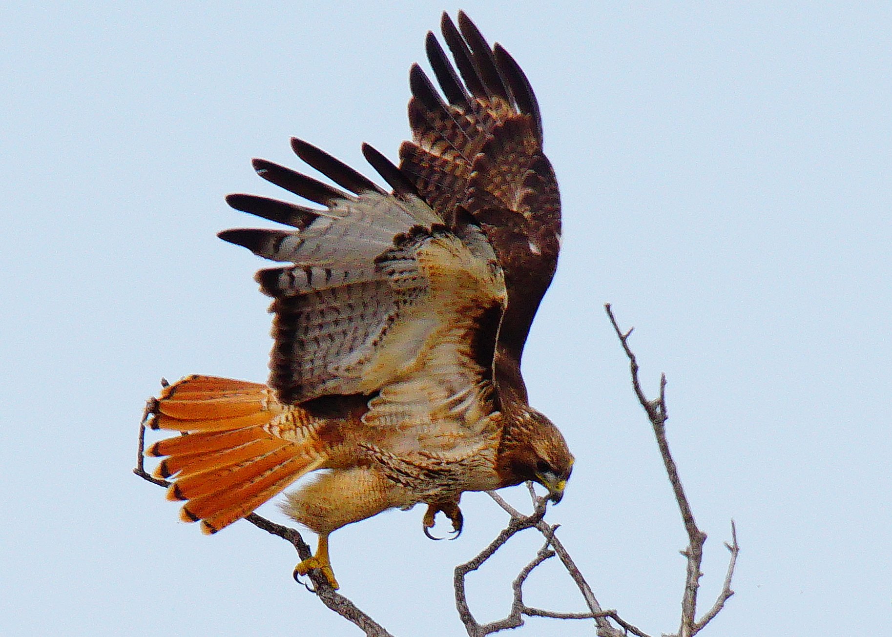 Red-Tail Hawk.jpg