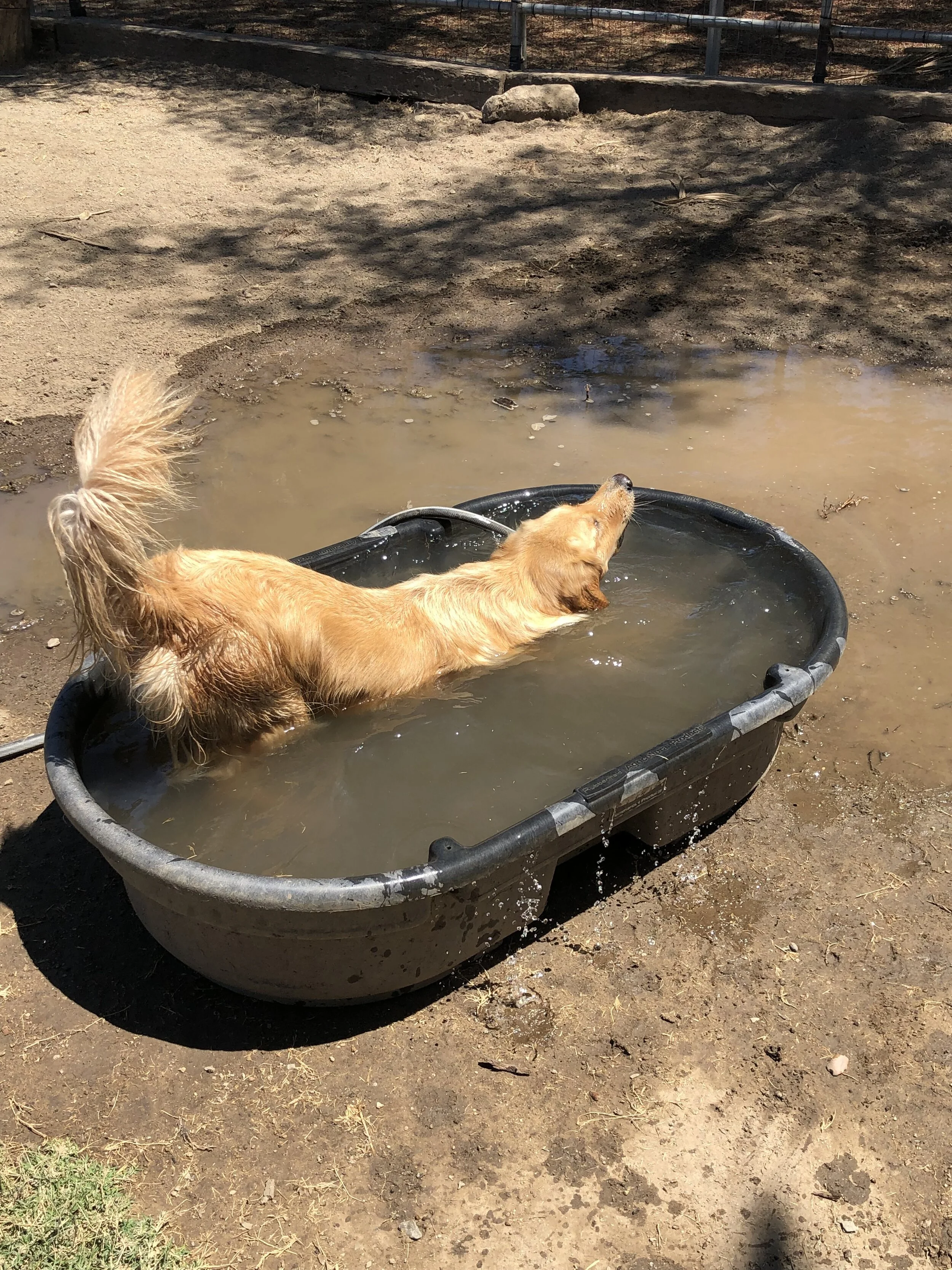 A L Animal Care