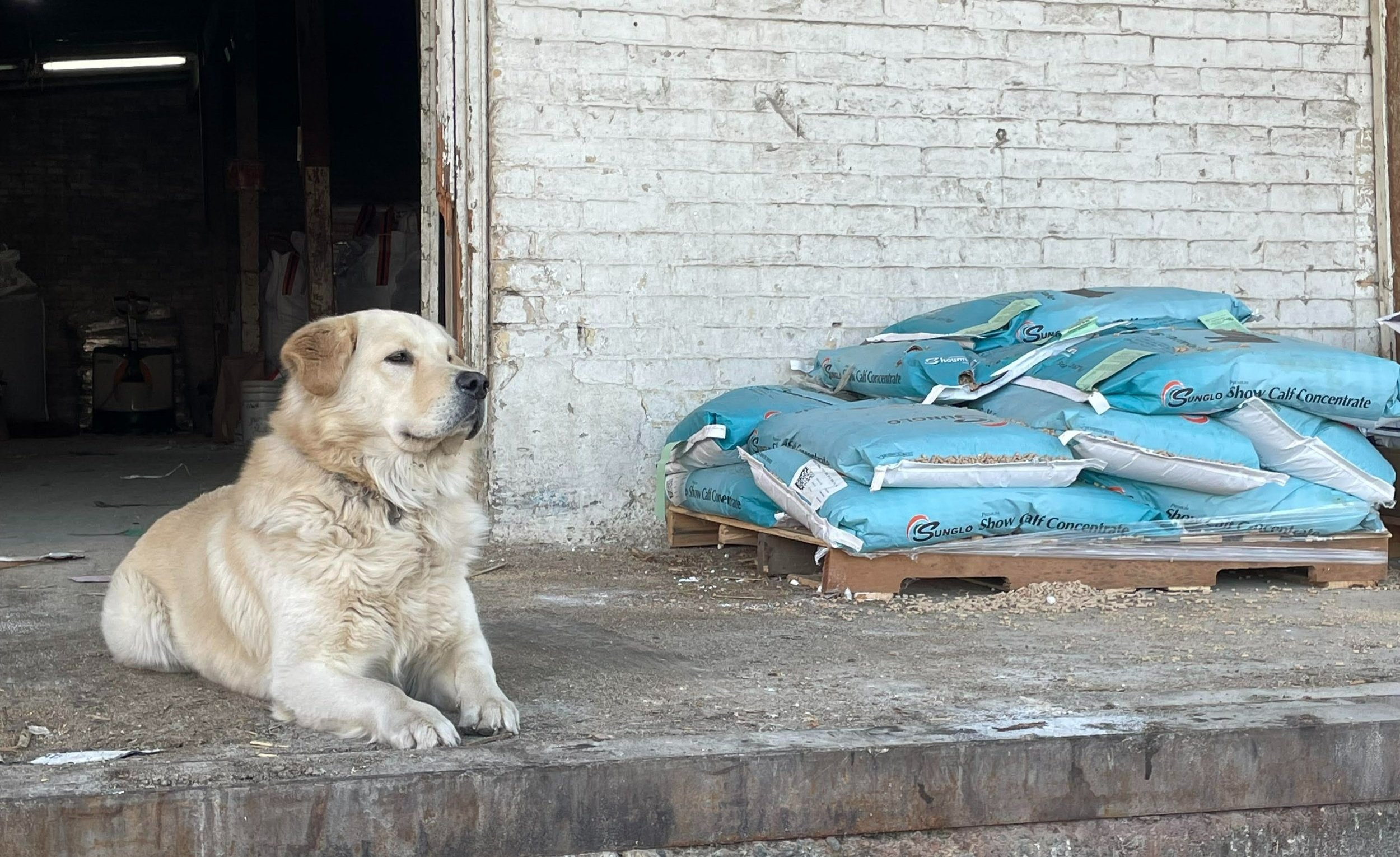 Mountain Dog at Granary