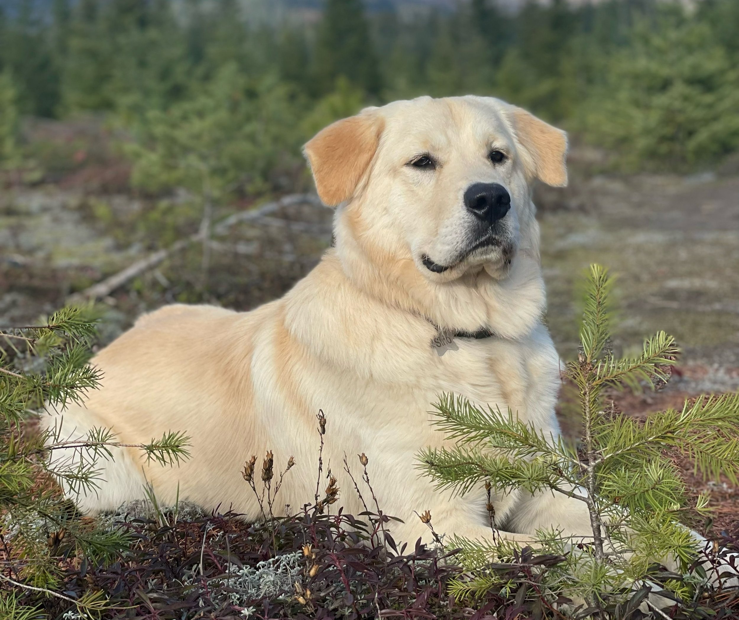 “Sirio” Back Country Traveler at Mount St. Helens