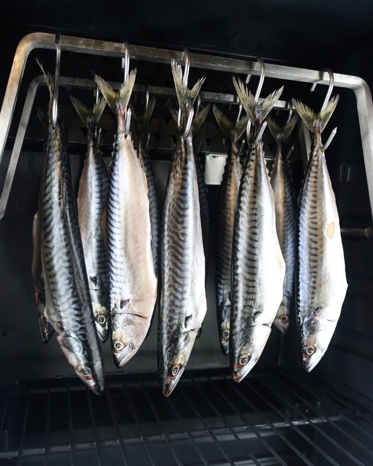 Dry Aging Mackerel