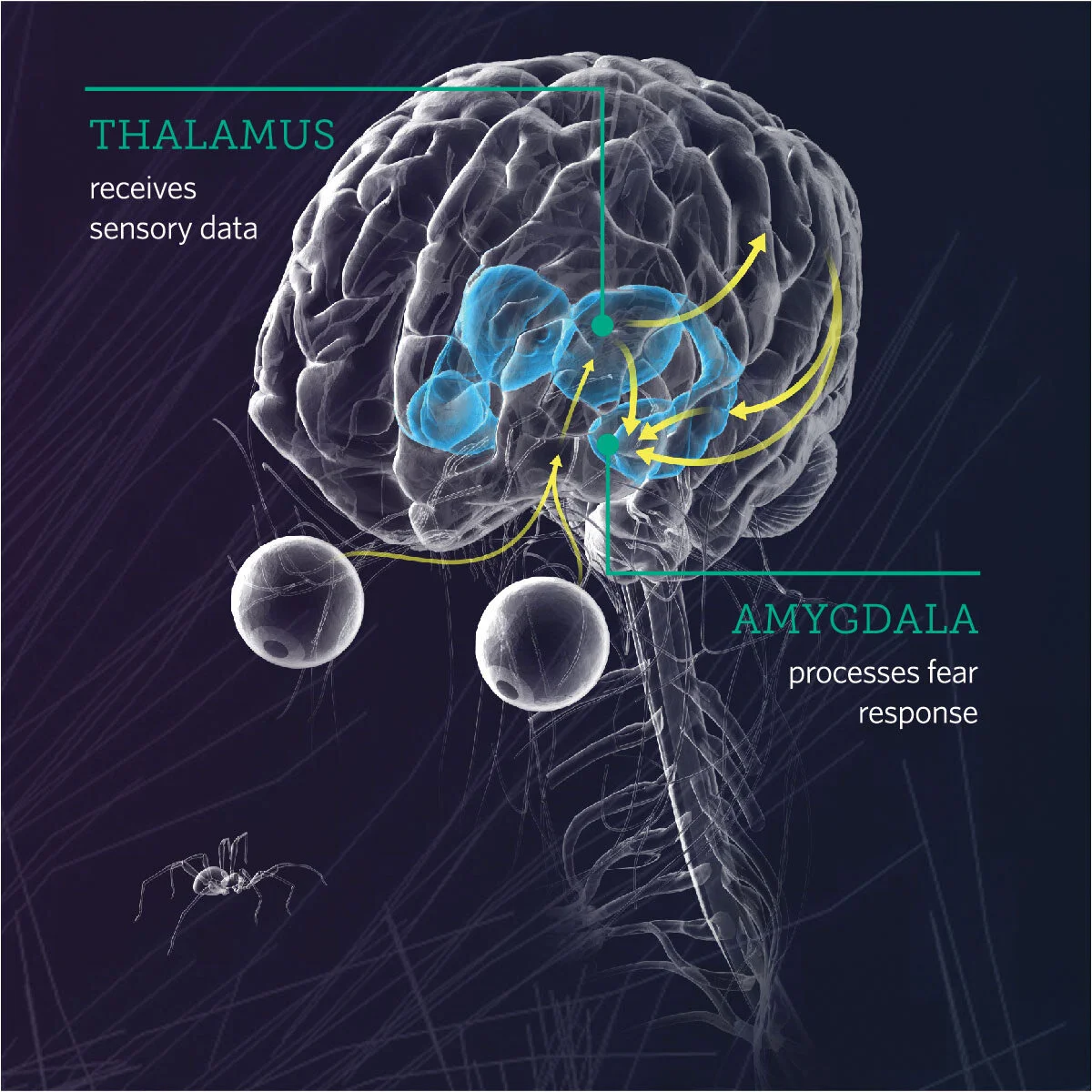 Let’s Talk About Our Fear Response