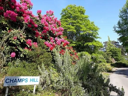Champs Hill 