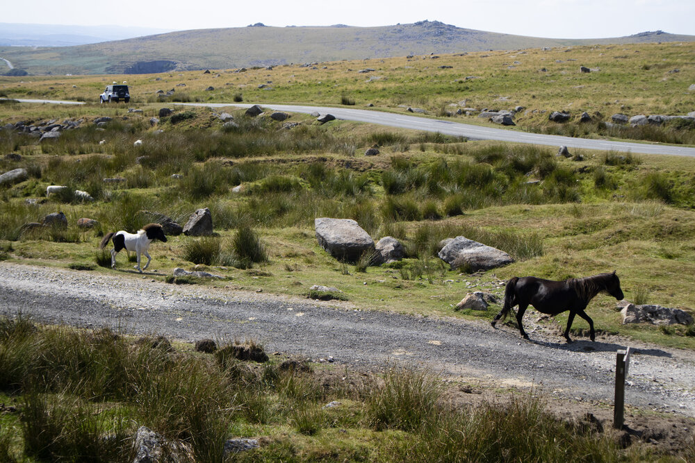 Ride the miles Dartmoor wild horses.jpg
