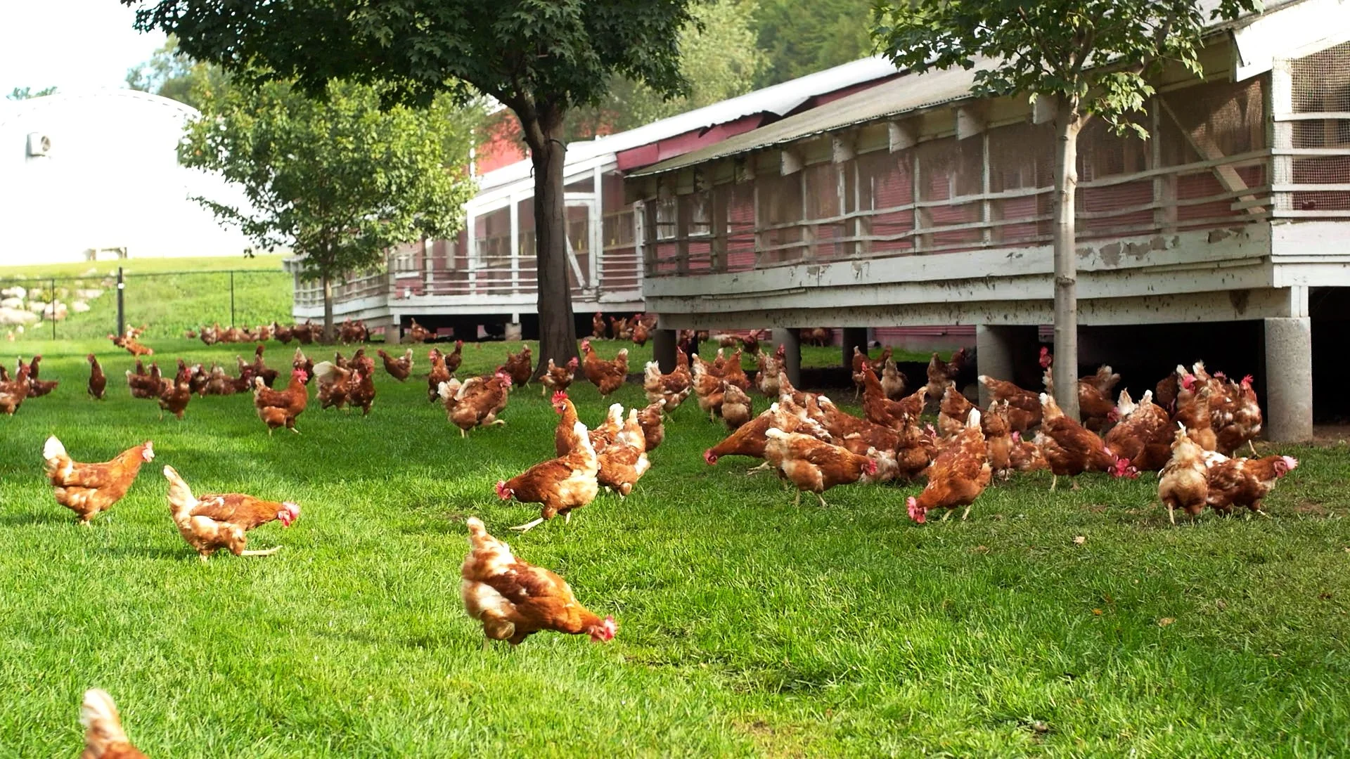 A group of chickens grazing on green grass near a wooden chicken coop with trees around.