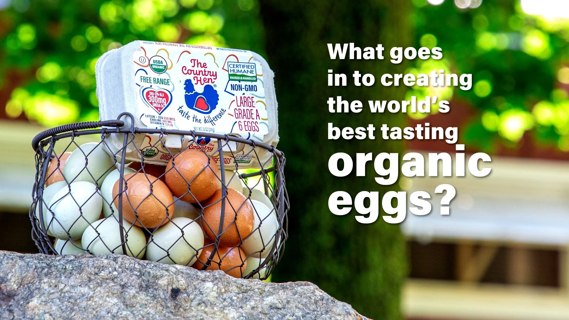 A wire basket filled with white and brown eggs resting on a stone surface outdoors, with a carton of organic eggs branded 'The Country Hen' placed on top of the basket, against a background of green trees and a wooden bench. Overlaid text reads: 'What goes in to creating the world's best tasting organic eggs?'