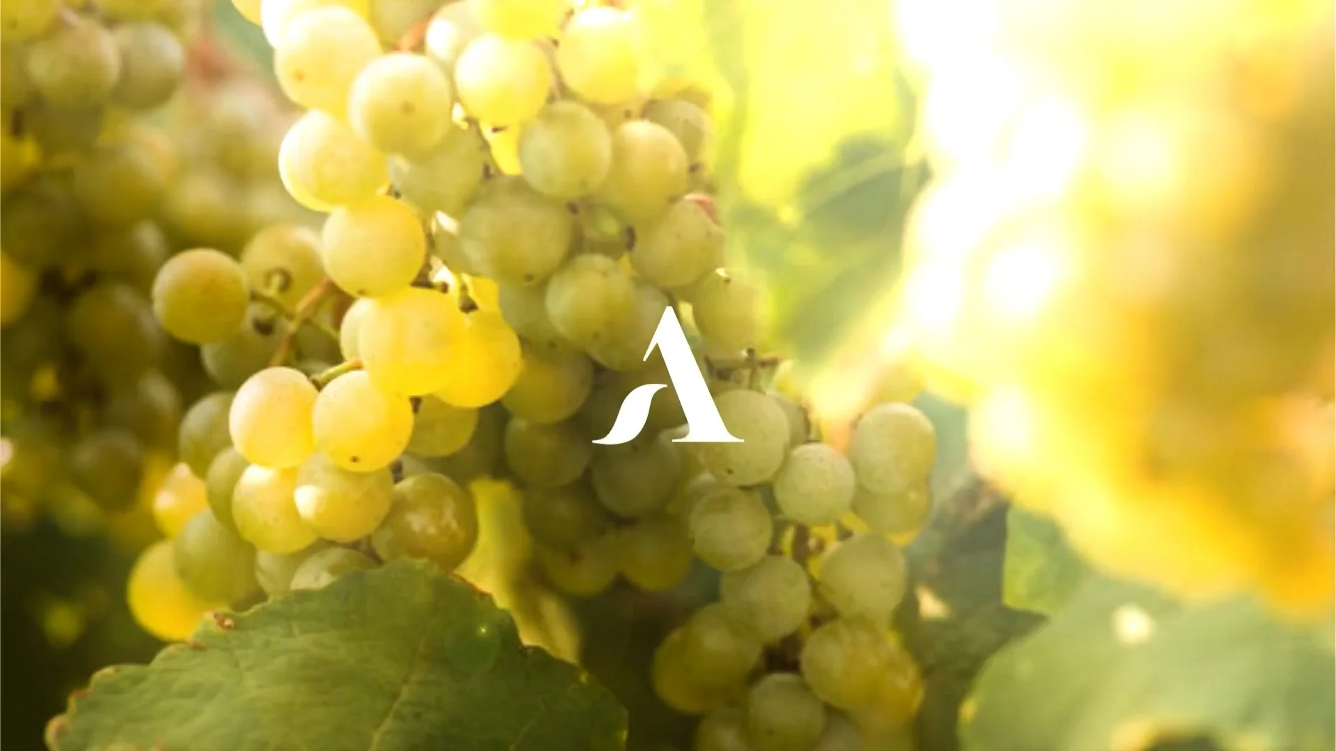 grapes in the sunlight with Agronomy's logo
