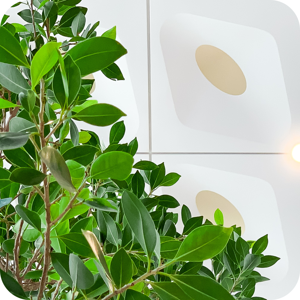 Trees — The Apple Store Glossary