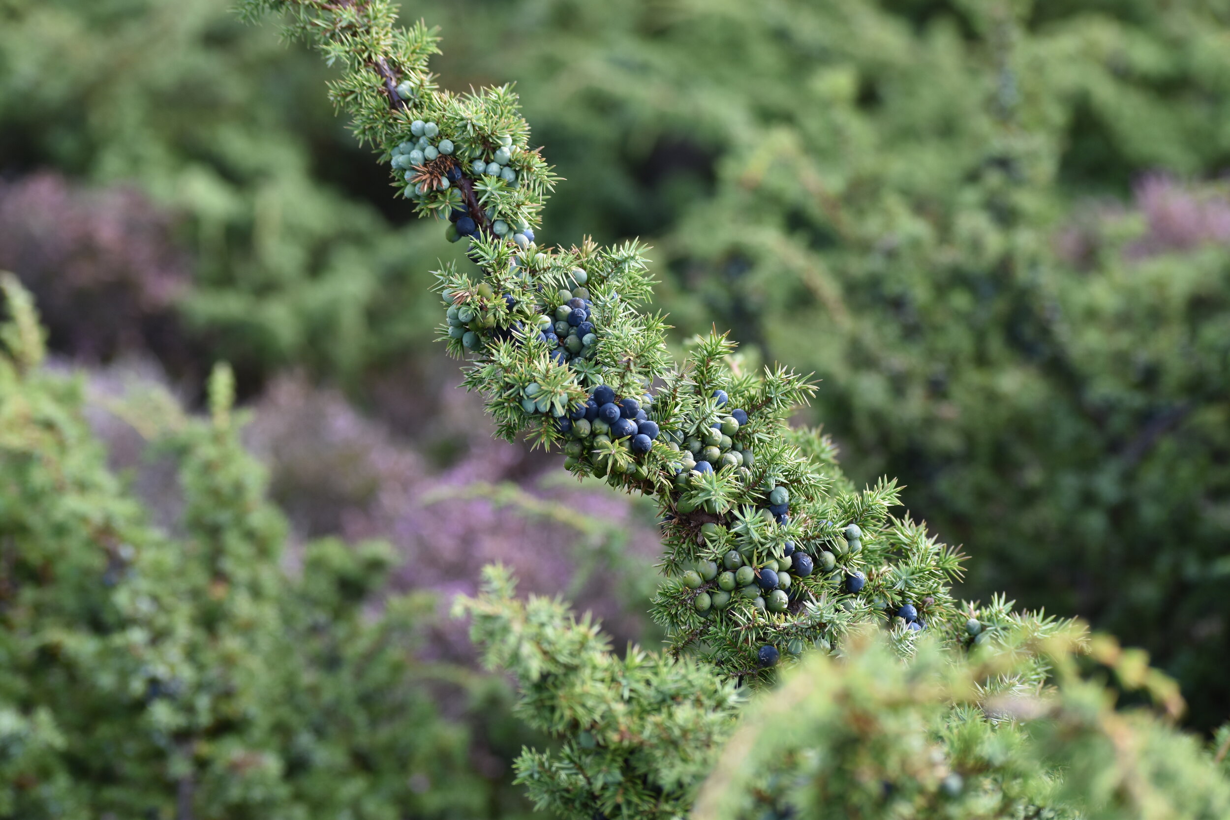 DSC_0017.JPG