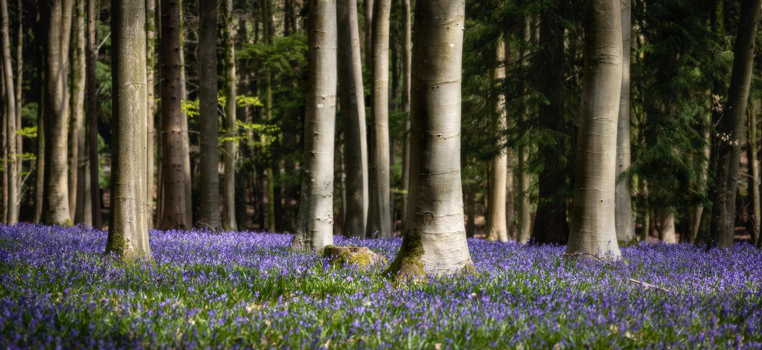 Harewood 3.jpg