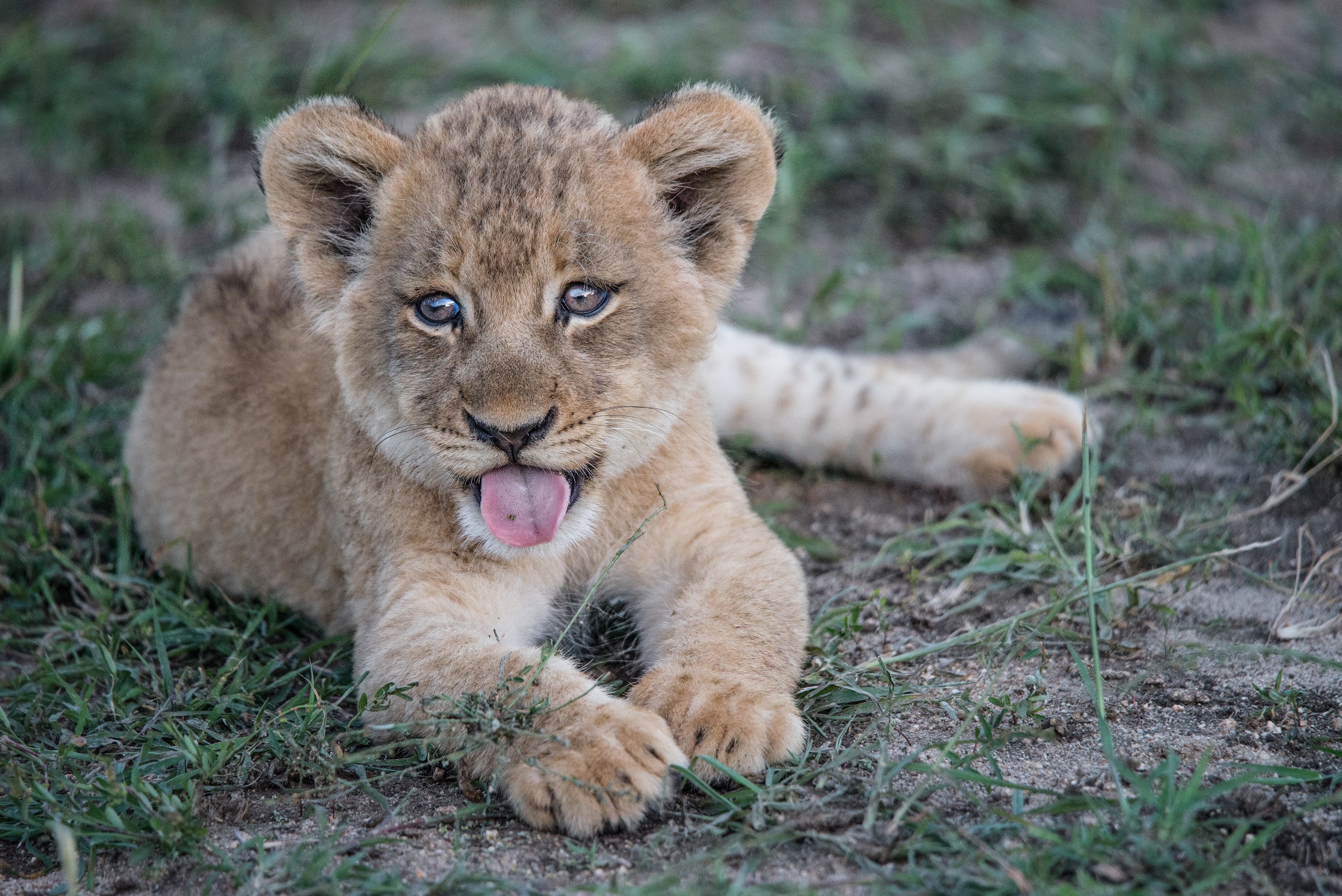 CUB PETTING