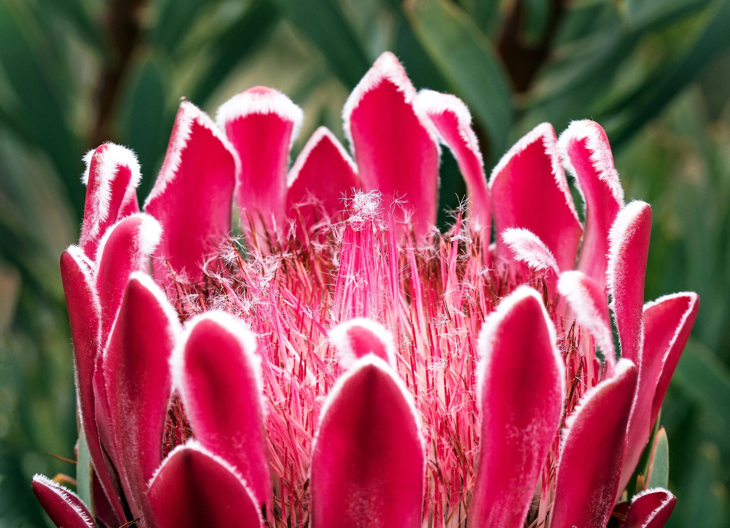FYNBOS