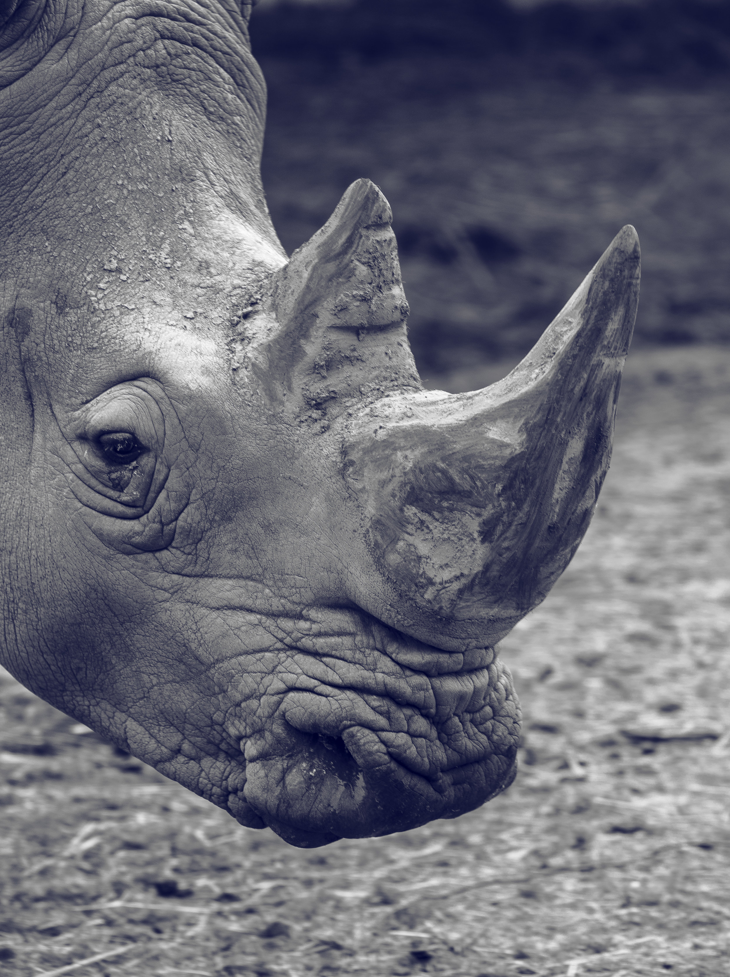 THE RHINO SERIES - Poaching Past and Present