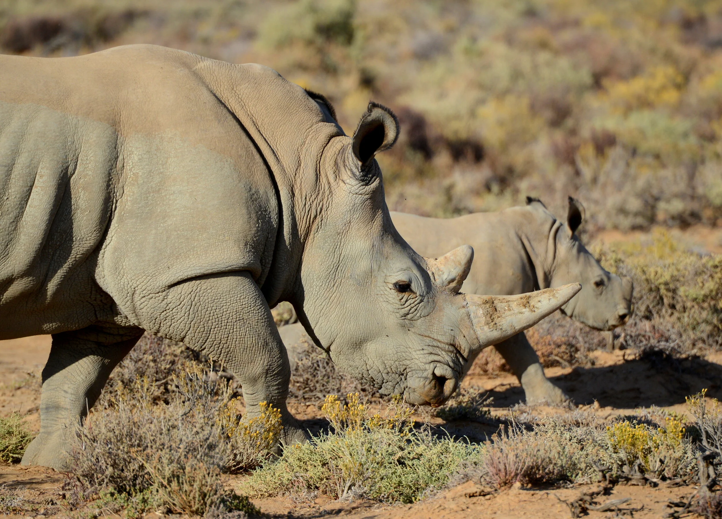 THE RHINO SERIES: The future of rhino conservation