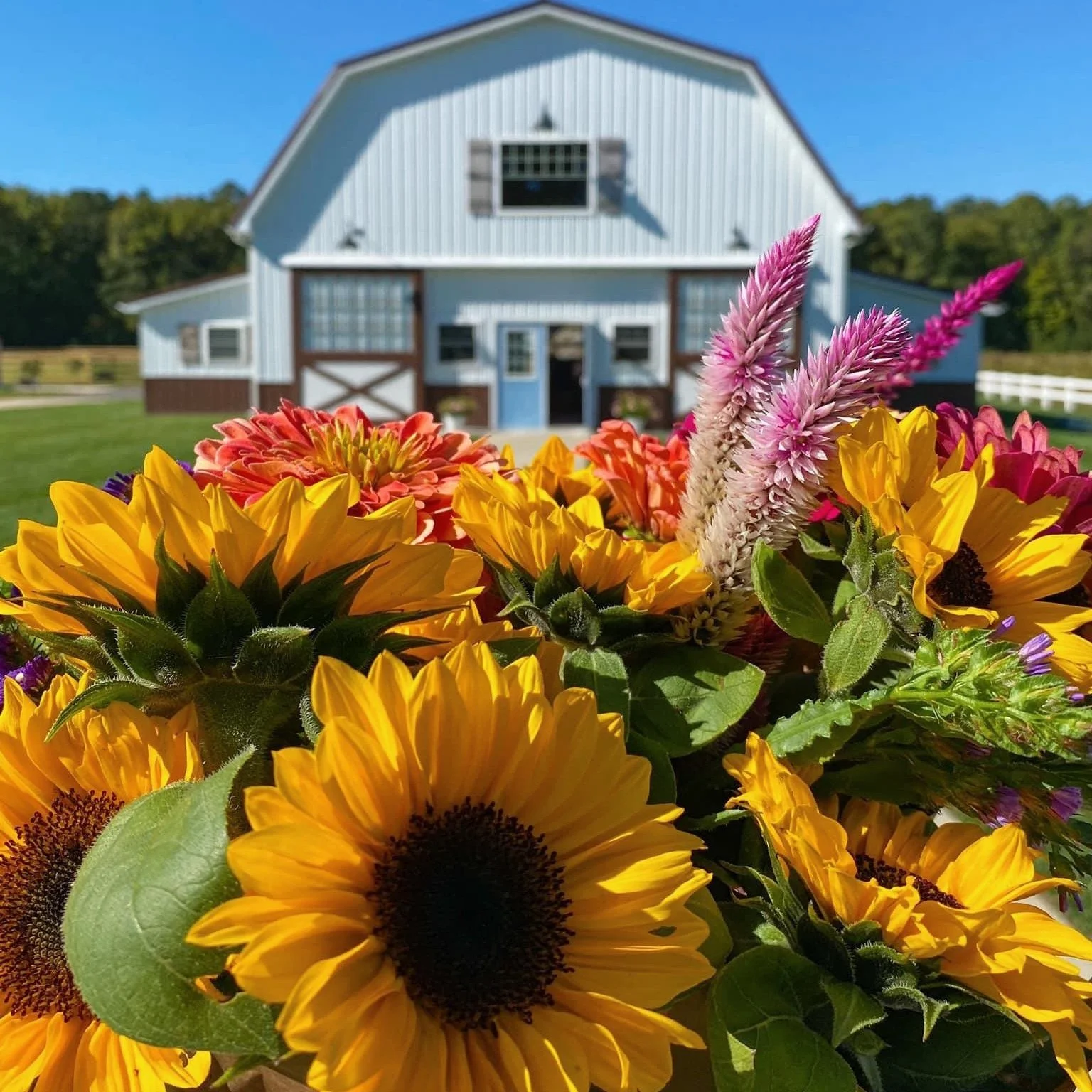 COMING SOON 🎃 PUMPKIN PATCH SUNDAYS at Loblolly Acres! 
Every Sunday in October 11AM - 4PM
Viola, Delaware 

🎃 Two live bands performing each Sunday

🎃 Hayride tour of the farm to appreciate the serene farm atmosphere

🎃 Pumpkin Picking from our 