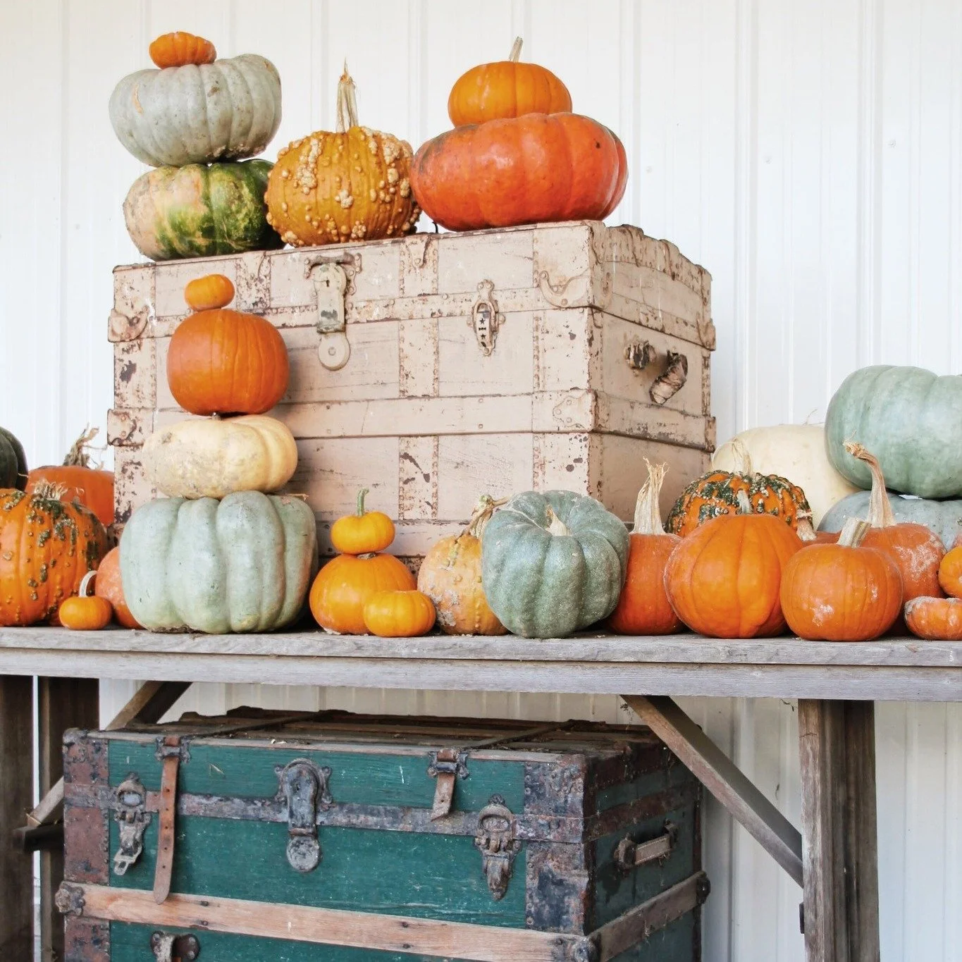 PUMPKIN PATCH SUNDAYS at Loblolly Acres start this week! 
This Sunday &amp; Every Sunday in October 11AM - 4PM
Viola, Delaware

🎃 Performing Live this Sunday - James Spadola 11-1:30 on the Great Oak Pavilion &amp; The Blues Reincarnation Project  on