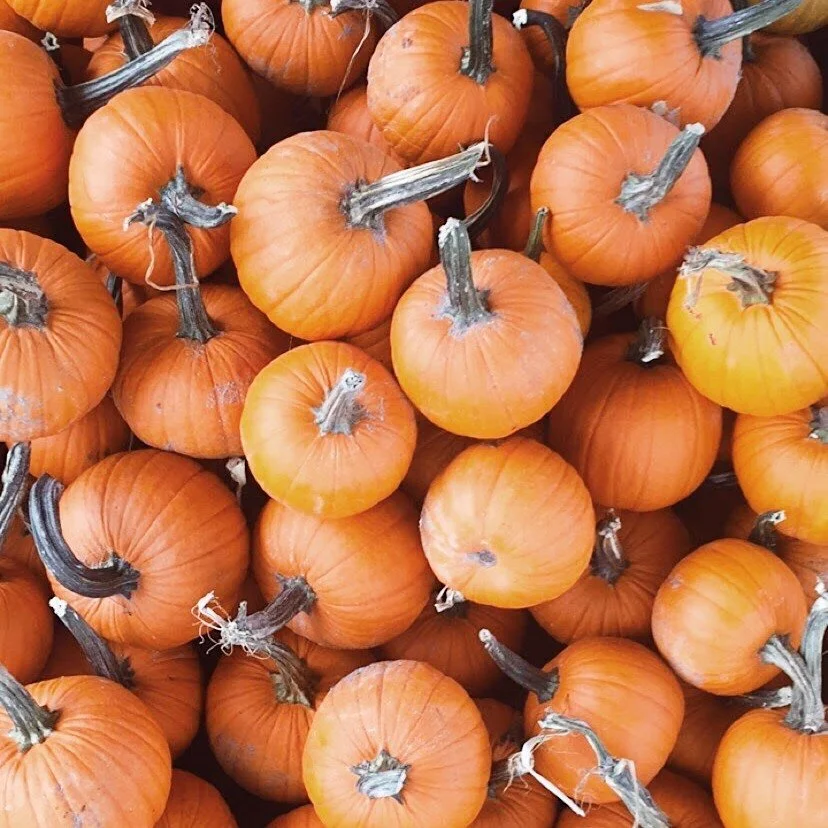 TODAY at Loblolly Acres 🎃 from 11A-4P 
First PUMPKIN PATCH SUNDAY of the season! 

🍁 Performing Live - Skinner &amp; Spadola 11-1:30 on the Great Oak Pavilion &amp; The Blues Reincarnation Project on the Sycamore Stage from 1:30-4

🍁 Hayride tour 