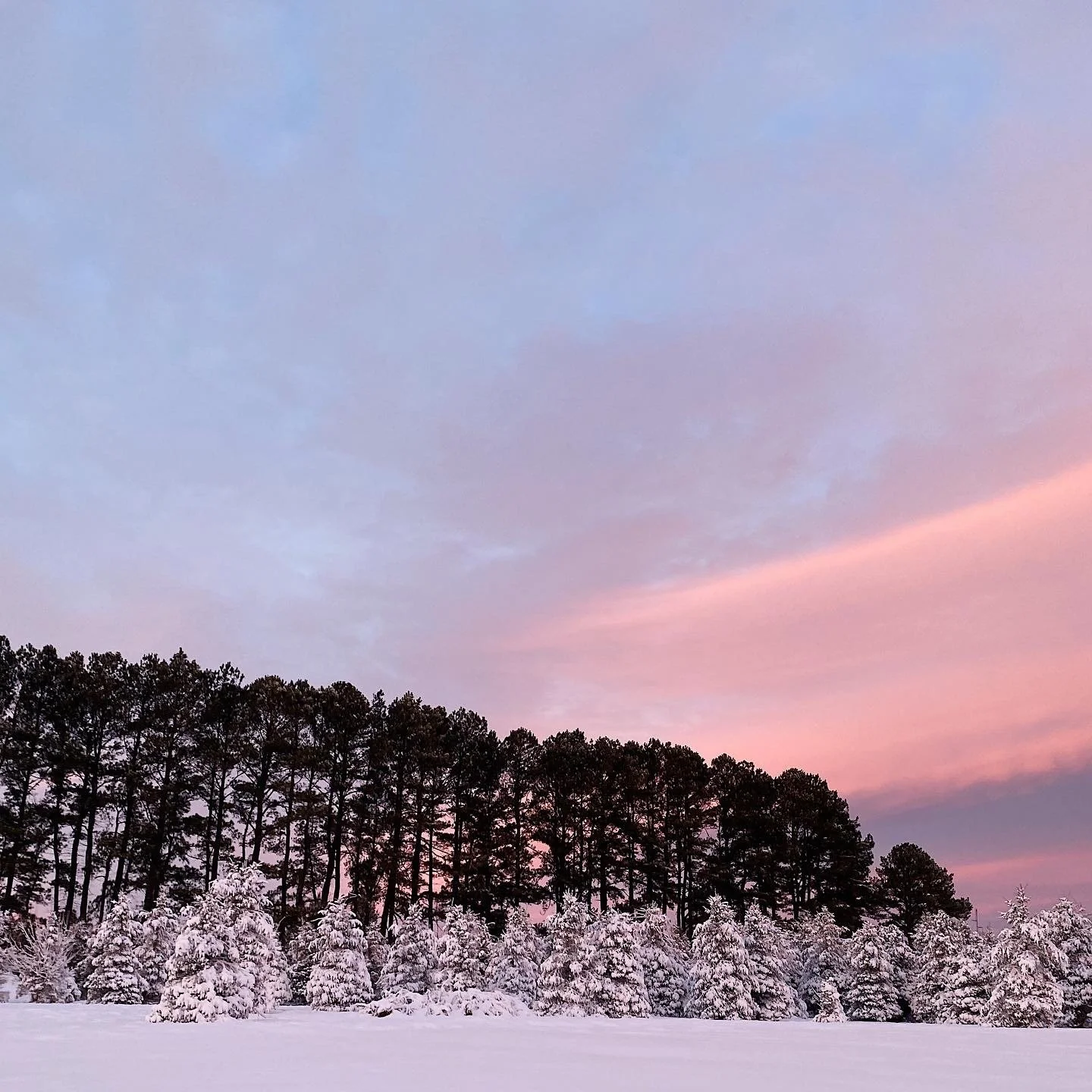 LOBLOLLY FUN FACT Established in 1964, Loblolly Acres takes its name from the towering loblolly pines that outline the farm.

A LITTLE HISTORY | Part I 
Coming from humble beginnings in 1964, with a dream of a Christmas tree farm bringing joy to fami