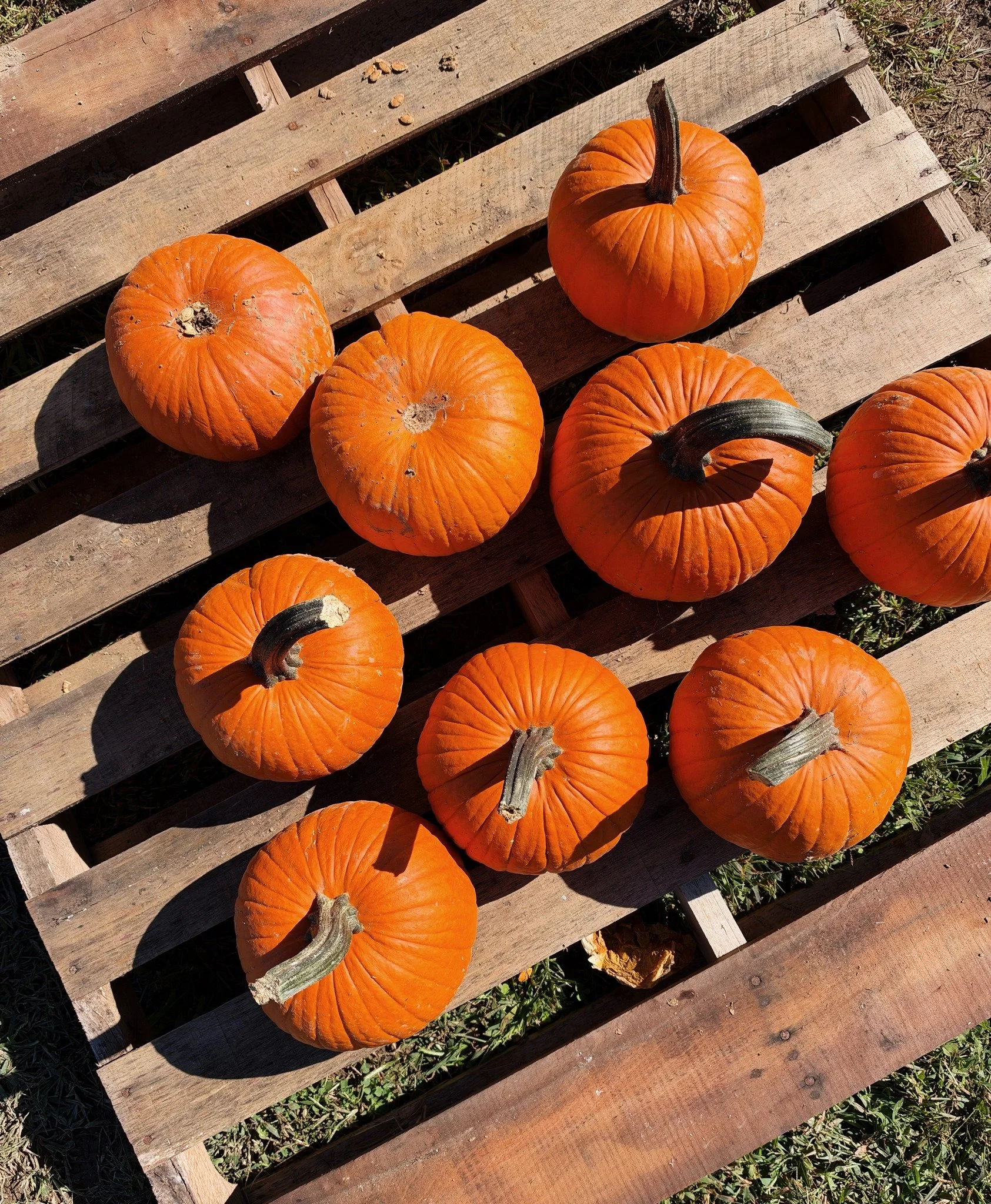 One last Pumpkin Patch Sunday of the Season! Who's coming out this weekend? 

October 25th from 11 AM&ndash;4 PM | Loblolly Acres 

ENJOY
🍁 Picking your perfect pumpkin
🚜 A scenic tractor ride
🐐 Meeting the animals at our petting zoo
🛝 Letting th