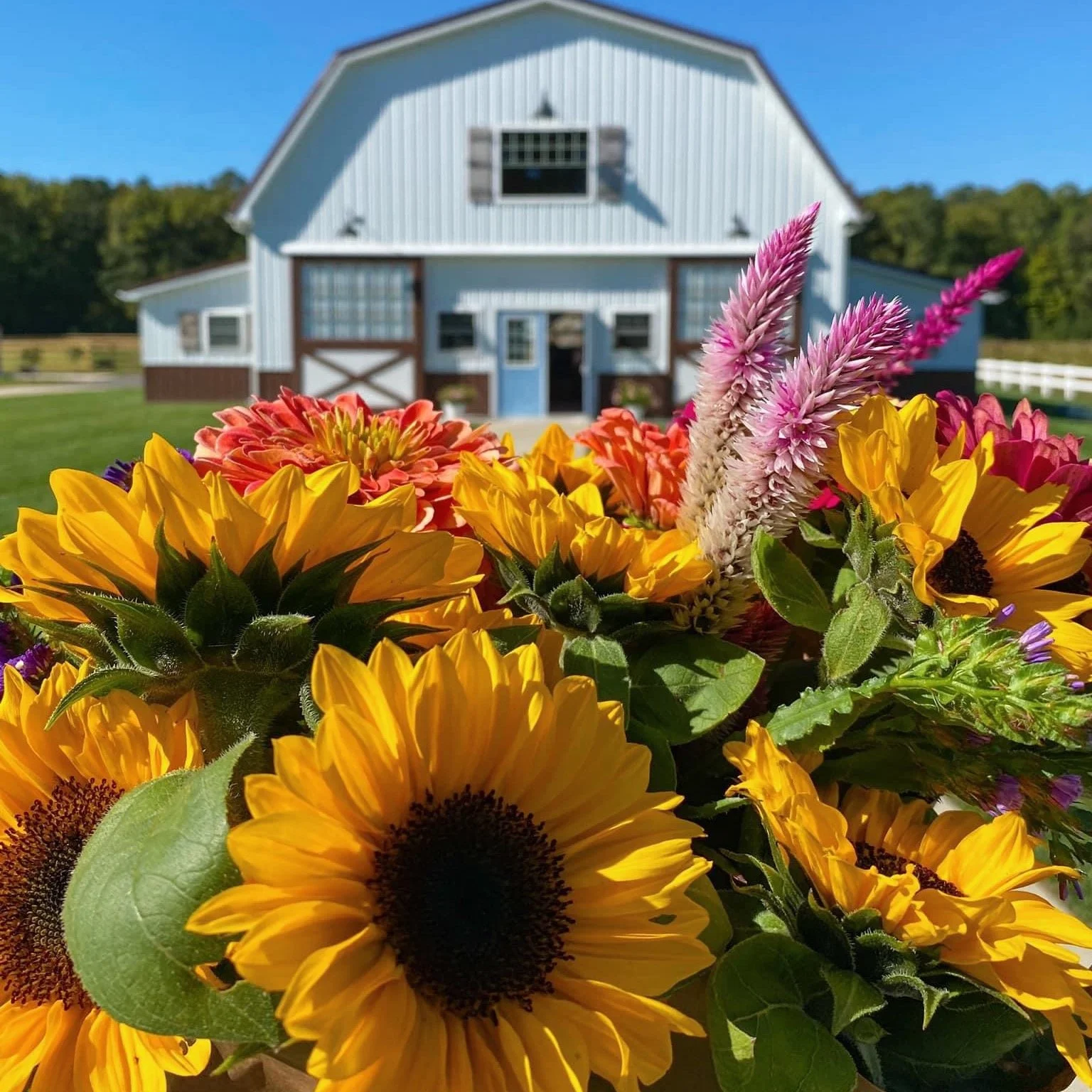 Join us for our last PUMPKIN PATCH SUNDAY of the season! 
October 25th from 11 AM&ndash;4 PM | Loblolly Acres 

ENJOY
🍁 Picking your perfect pumpkin
🚜 A scenic tractor ride
🐐 Meeting the animals at our petting zoo
🛝 Letting the kids play on the p