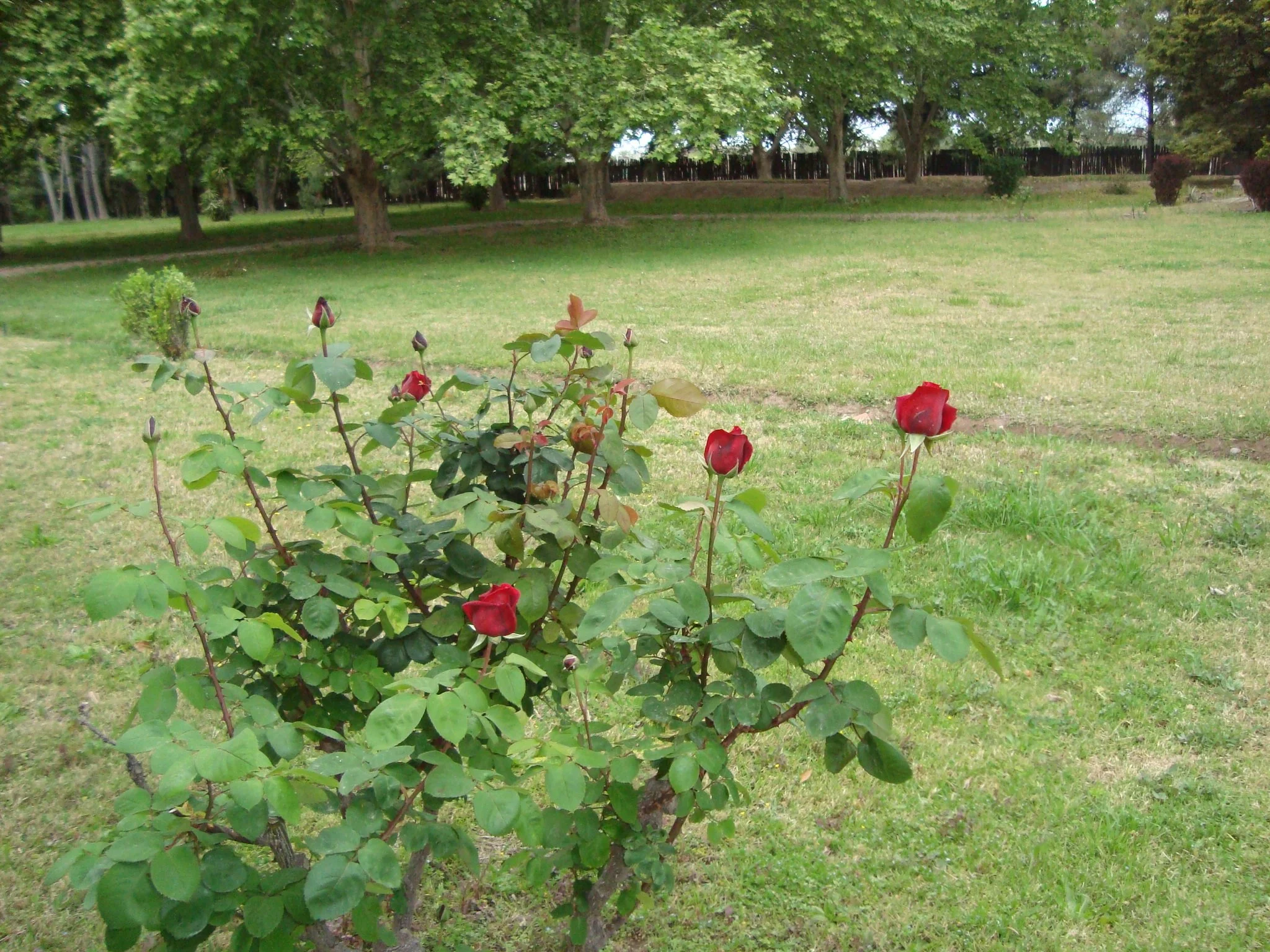 jardín.JPG
