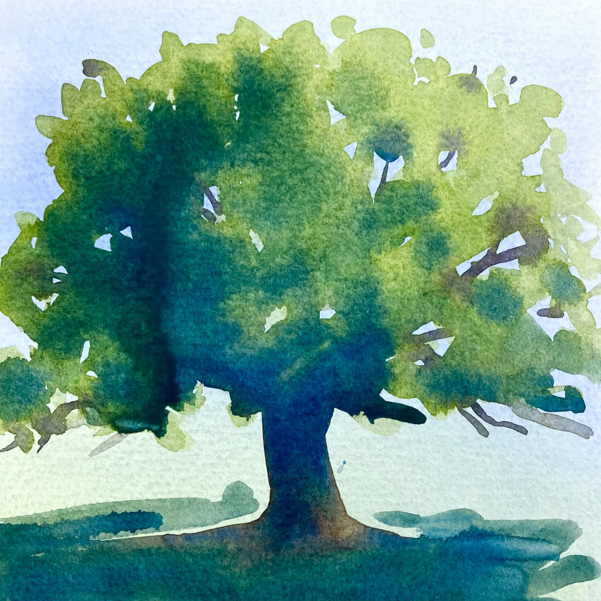 Painting and Drawing Trees £49 (HALF DAY, PENZANCE)